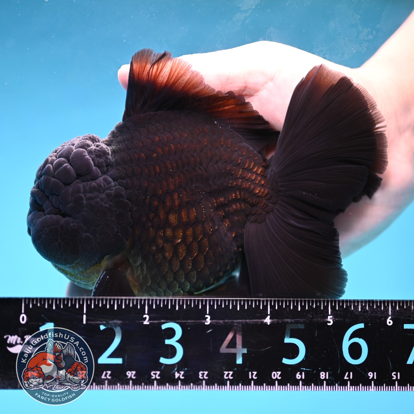 Black Rose Tail Oranda 4 inch Body (260227_OR06)