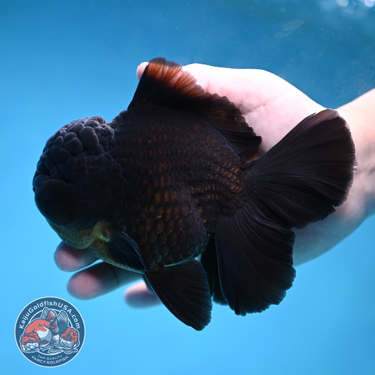 Black Rose Tail Oranda 4 inch Body (260227_OR06)