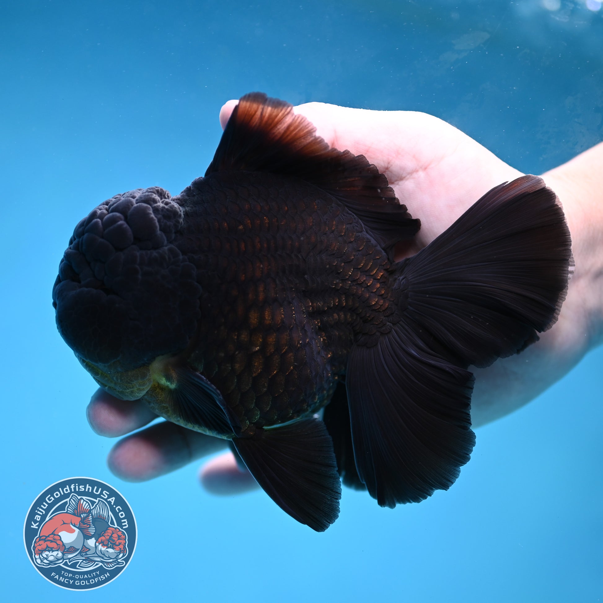 Black Rose Tail Oranda 4 inch Body (260227_OR06)