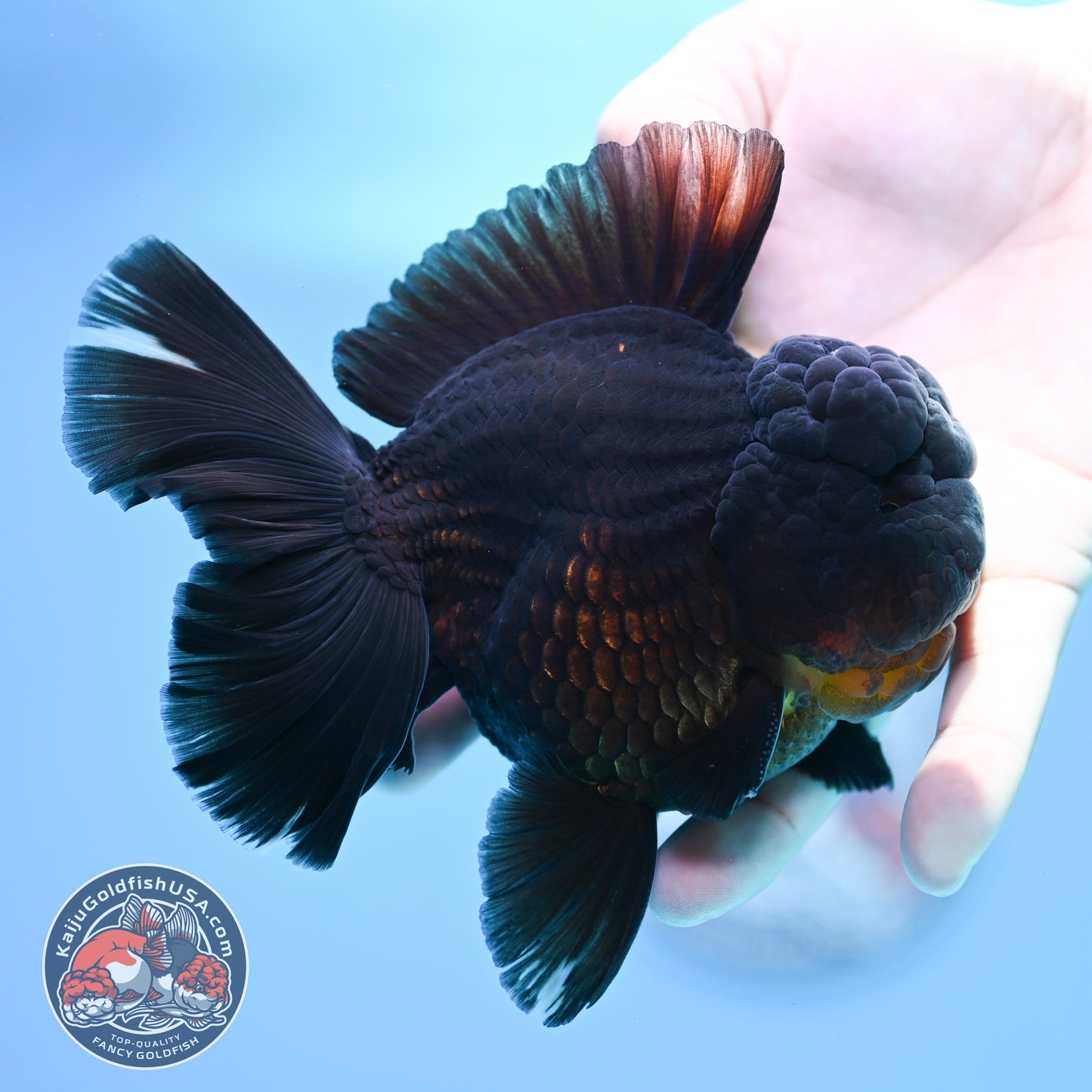 Black Rose Tail Oranda 4 inch Body (260320_OR01)