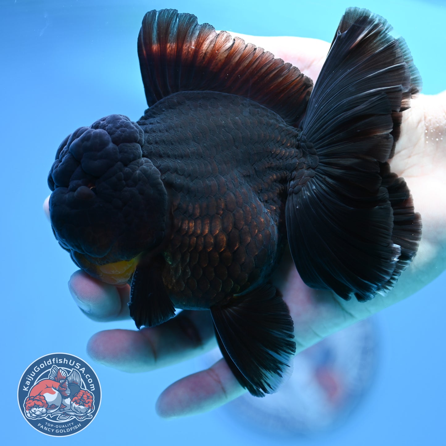 Black Rose Tail Oranda 4 inch Body (260320_OR01)