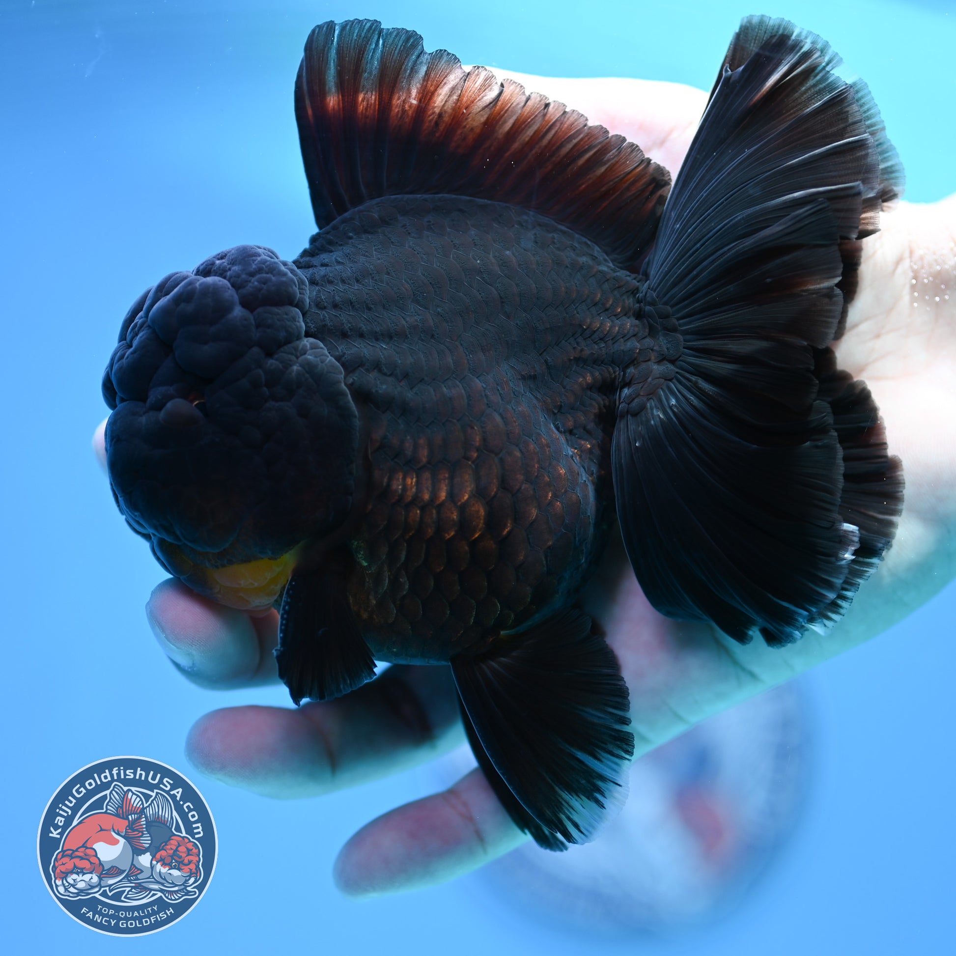 Black Rose Tail Oranda 4 inch Body (260320_OR01)