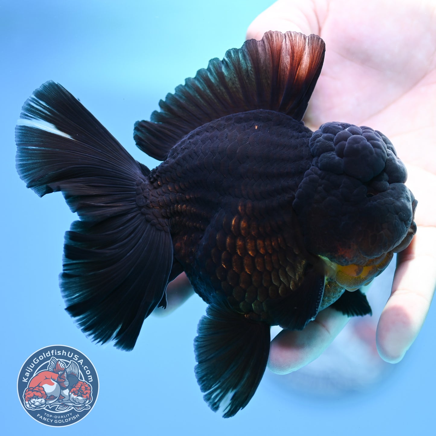 Black Rose Tail Oranda 4 inch Body (260320_OR01)