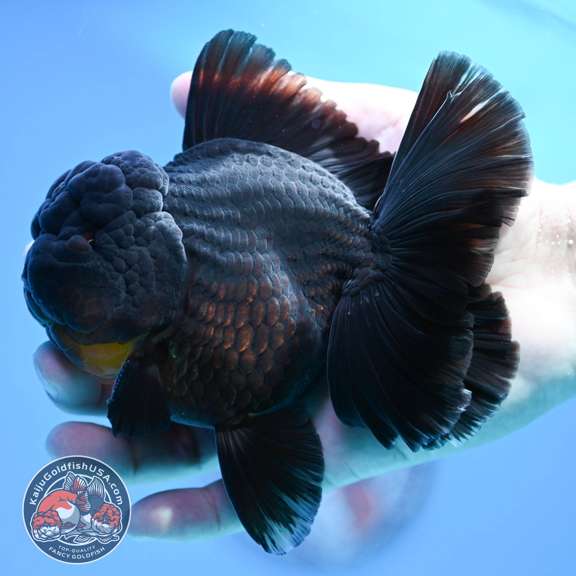 Black Rose Tail Oranda 4 inch Body (260320_OR01)