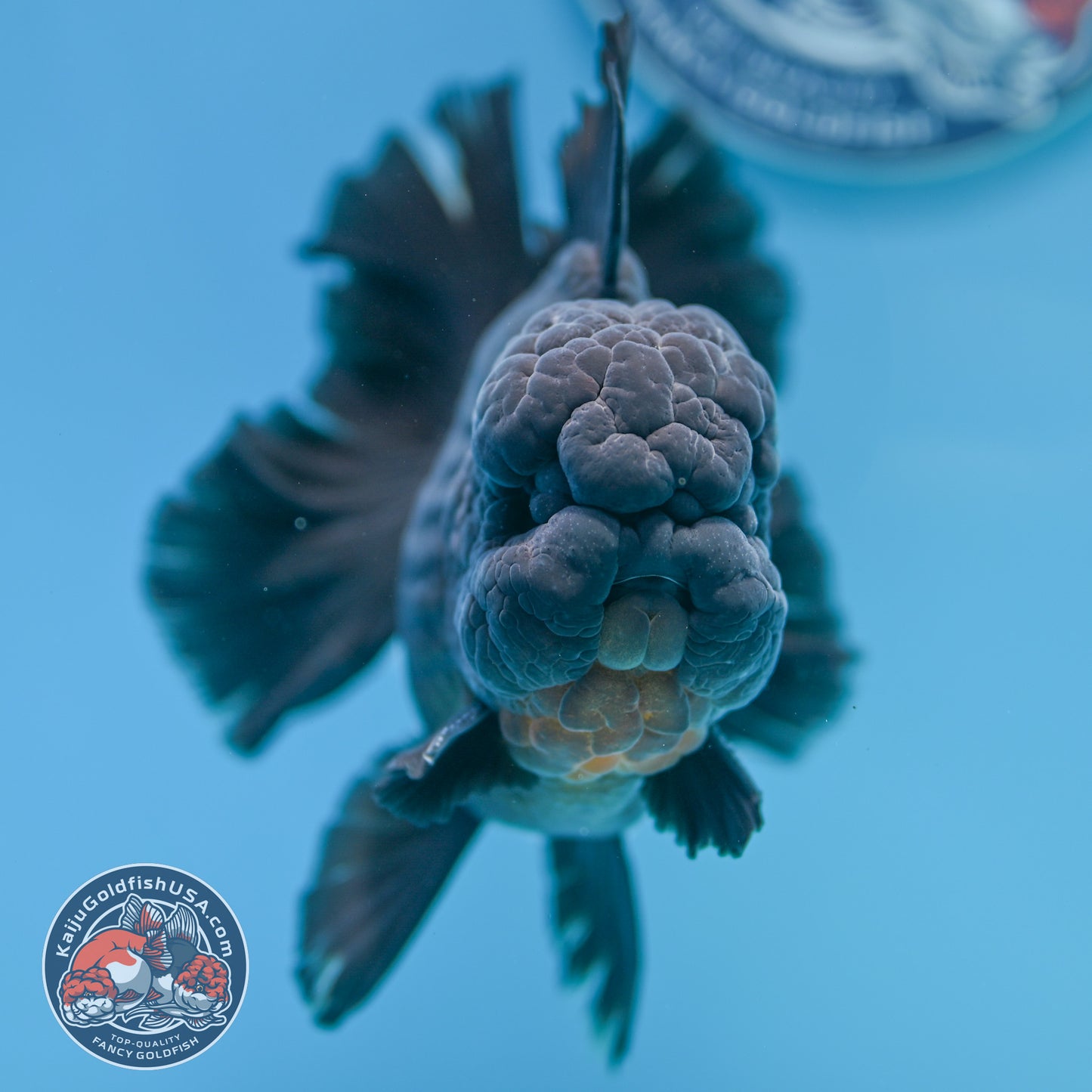 Black Rose Tail Oranda 4 inch Body (260320_OR01)