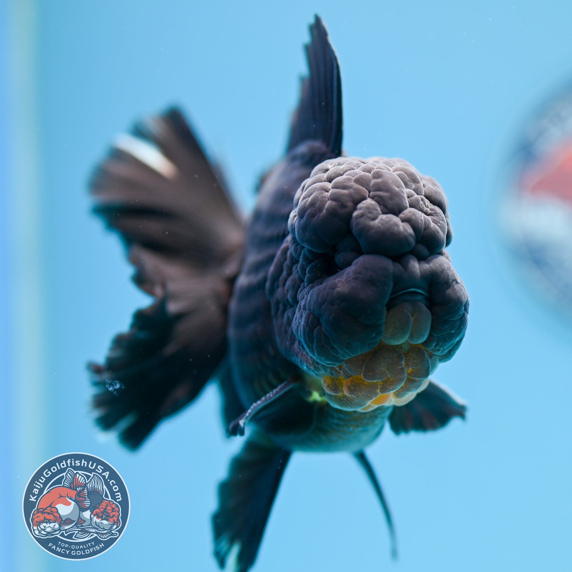Black Rose Tail Oranda 4 inch Body (260320_OR01)