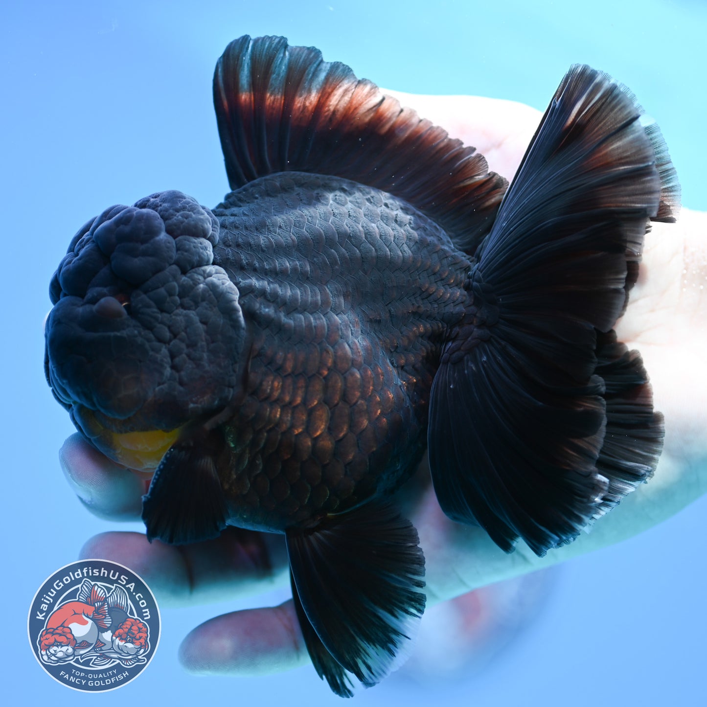 Black Rose Tail Oranda 4 inch Body (260320_OR01)