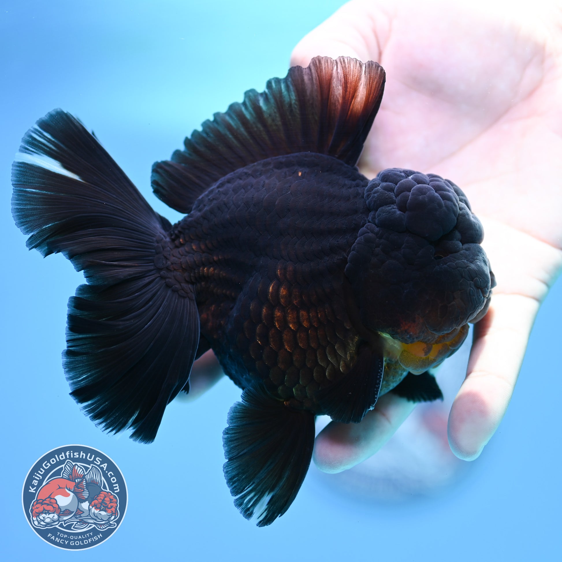Black Rose Tail Oranda 4 inch Body (260320_OR01)