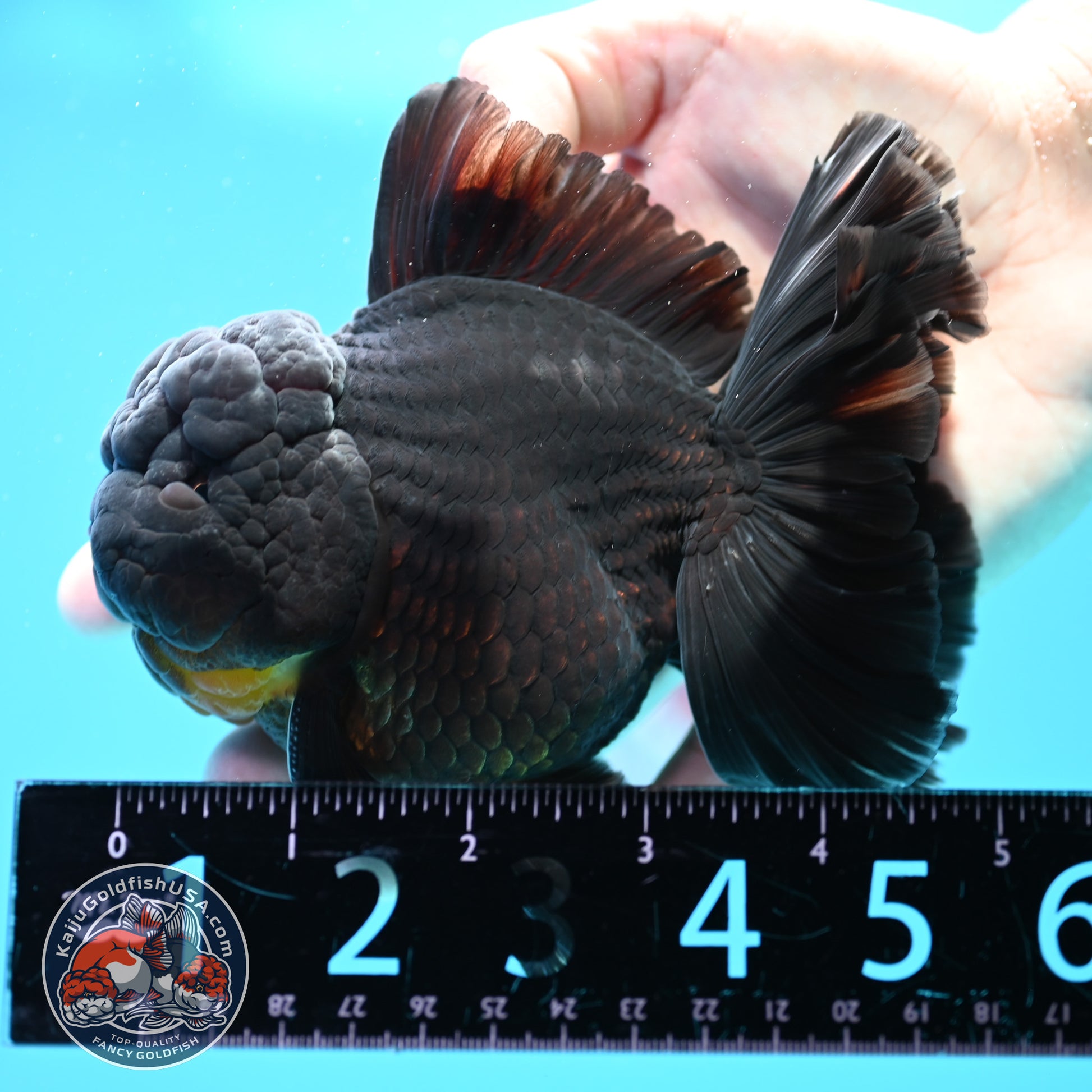 Black Rose Tail Oranda 4 inch Body (260320_OR01)