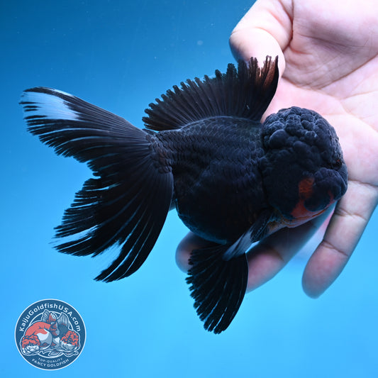 Black Rosetail Oranda 3.5 inch Body (260313_OR01)