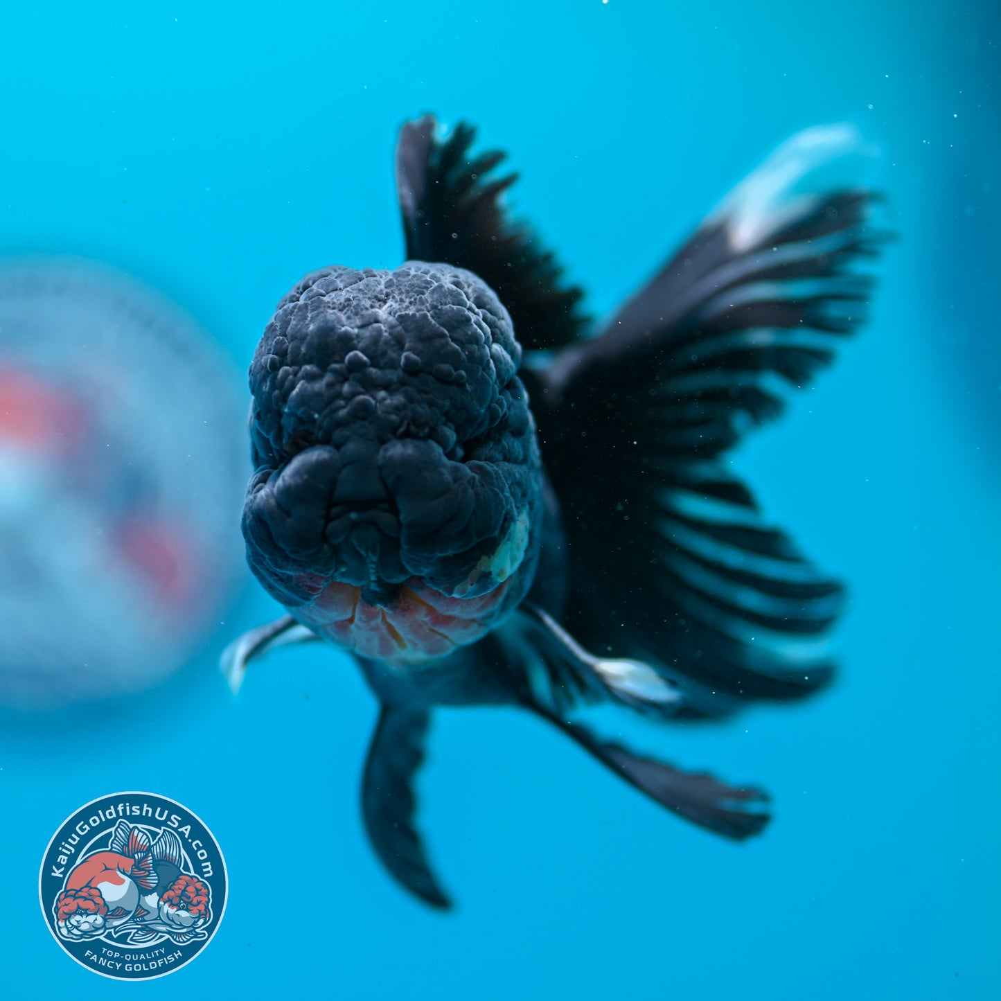 Black Rosetail Oranda 3.5 inch Body (260313_OR01)