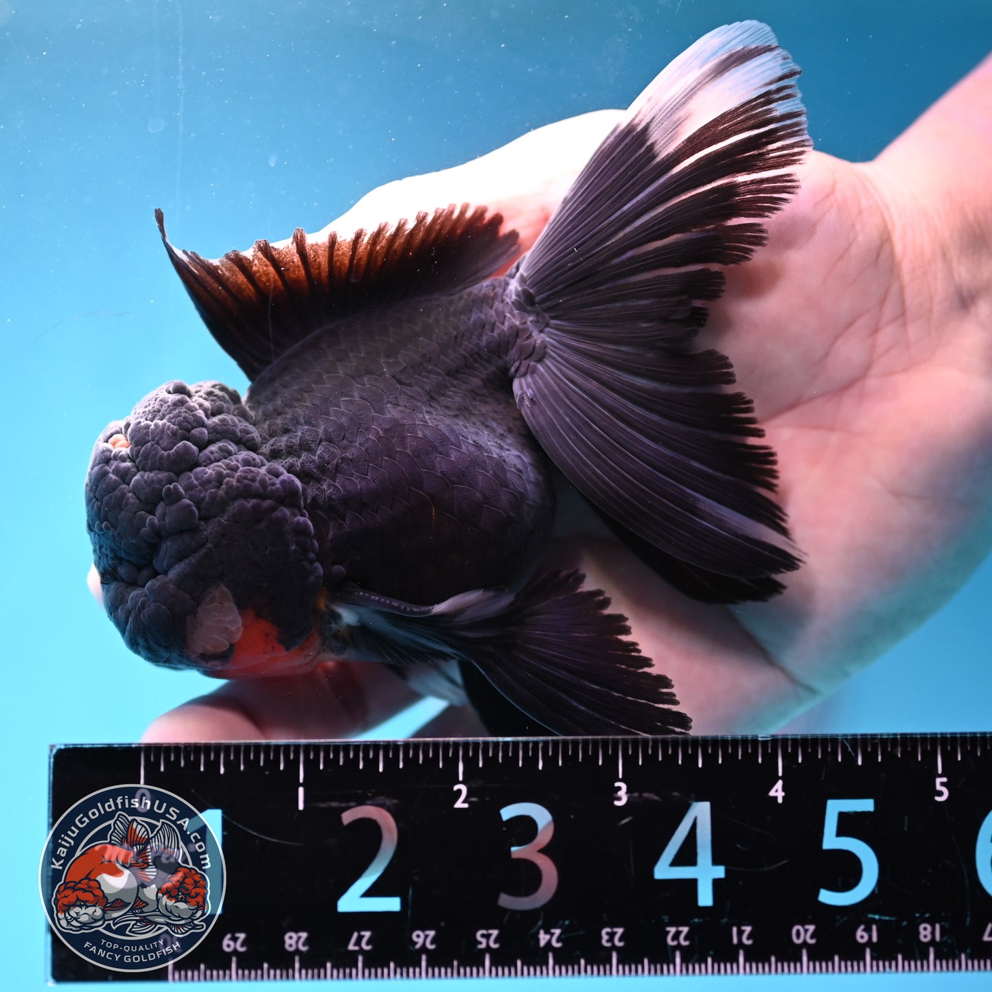 Black Rosetail Oranda 3.5 inch Body (260313_OR01)