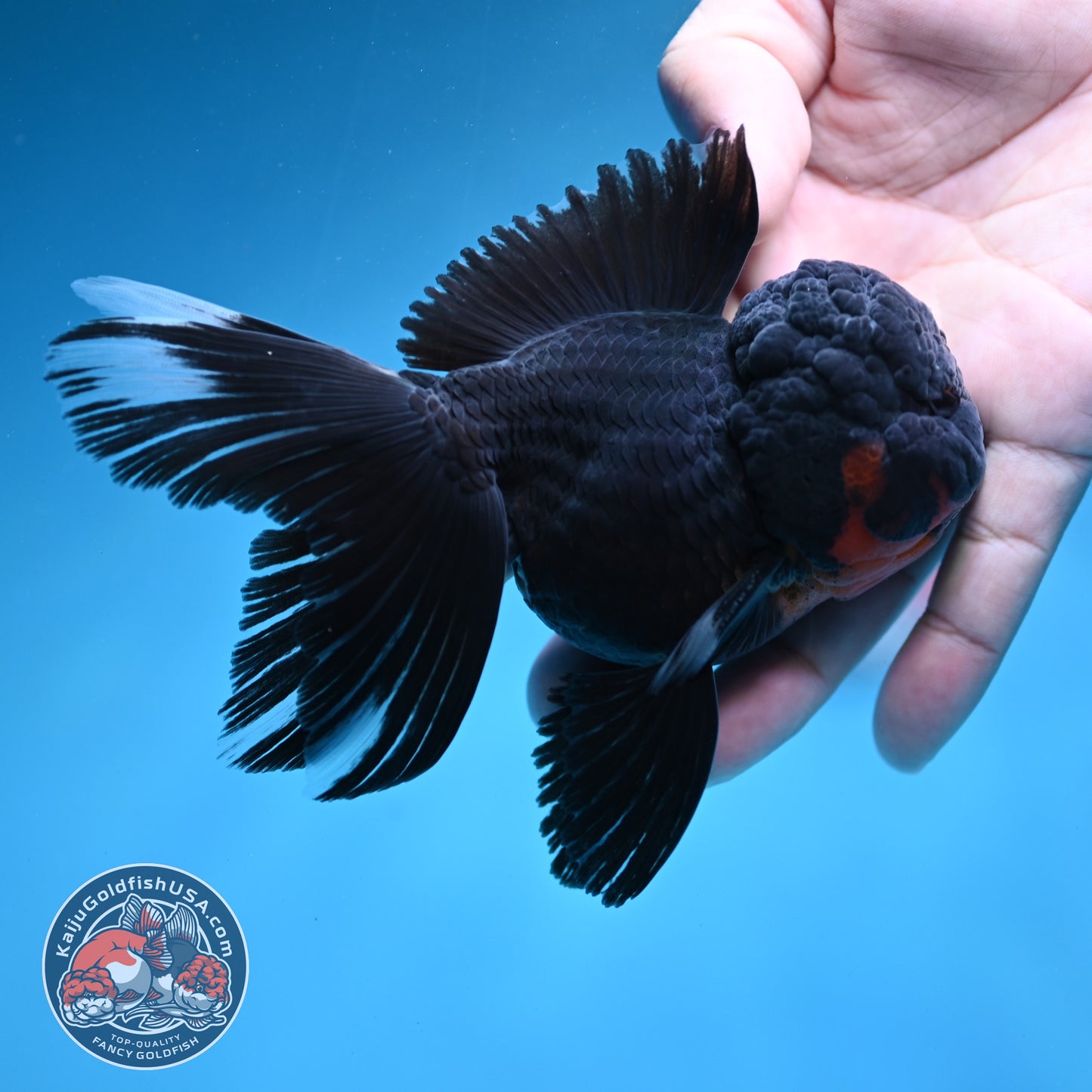 Black Rosetail Oranda 3.5 inch Body (260313_OR01)
