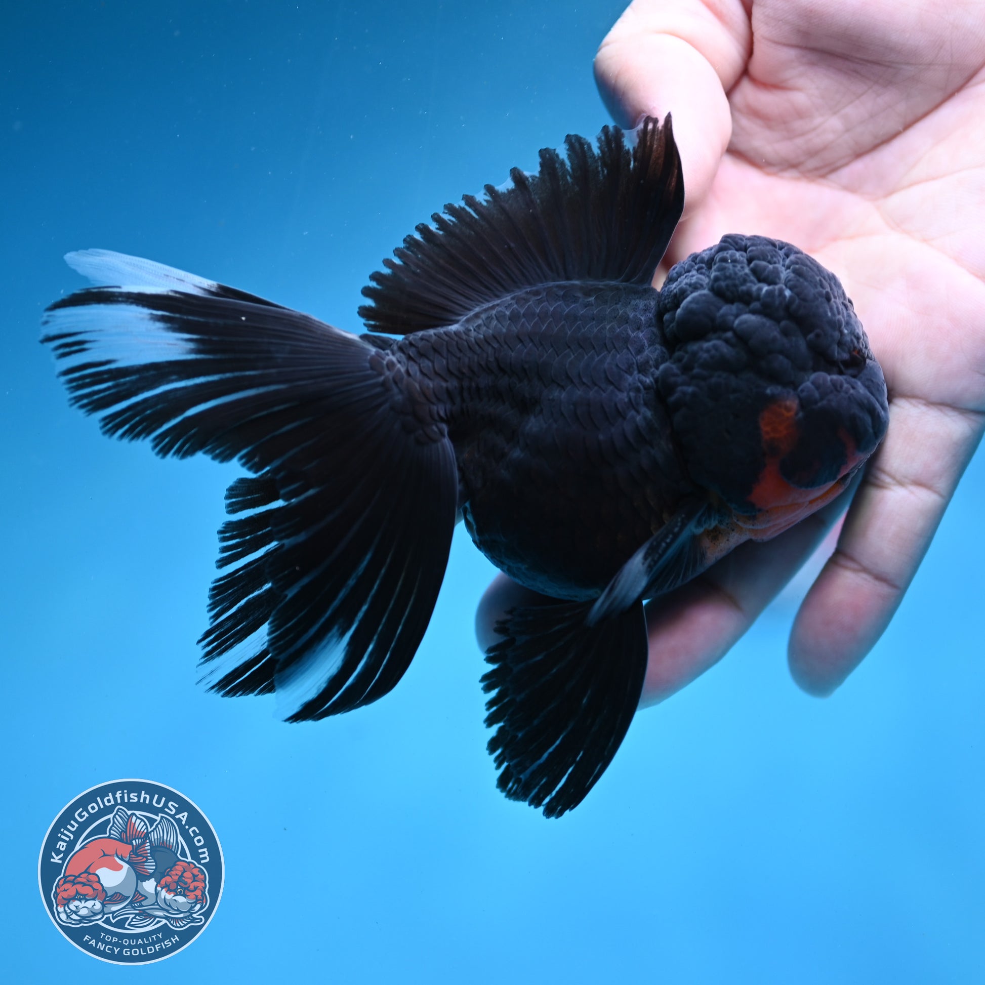Black Rosetail Oranda 3.5 inch Body (260313_OR01)