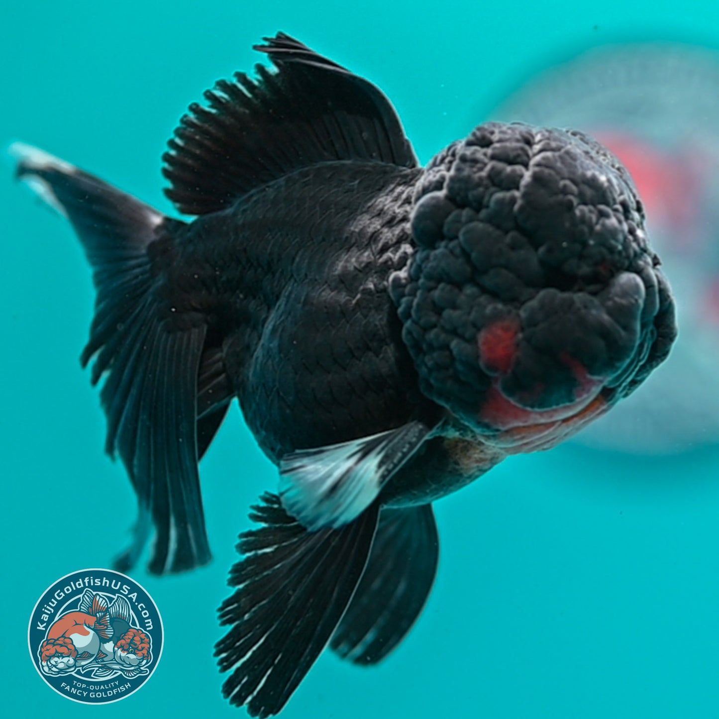 Black Rosetail Oranda 3.5 inch Body (260313_OR01)