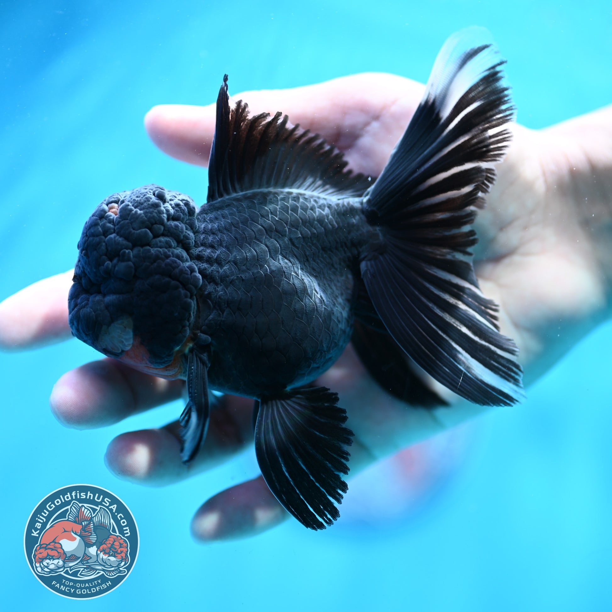 Black Rosetail Oranda 3.5 inch Body (260313_OR01)