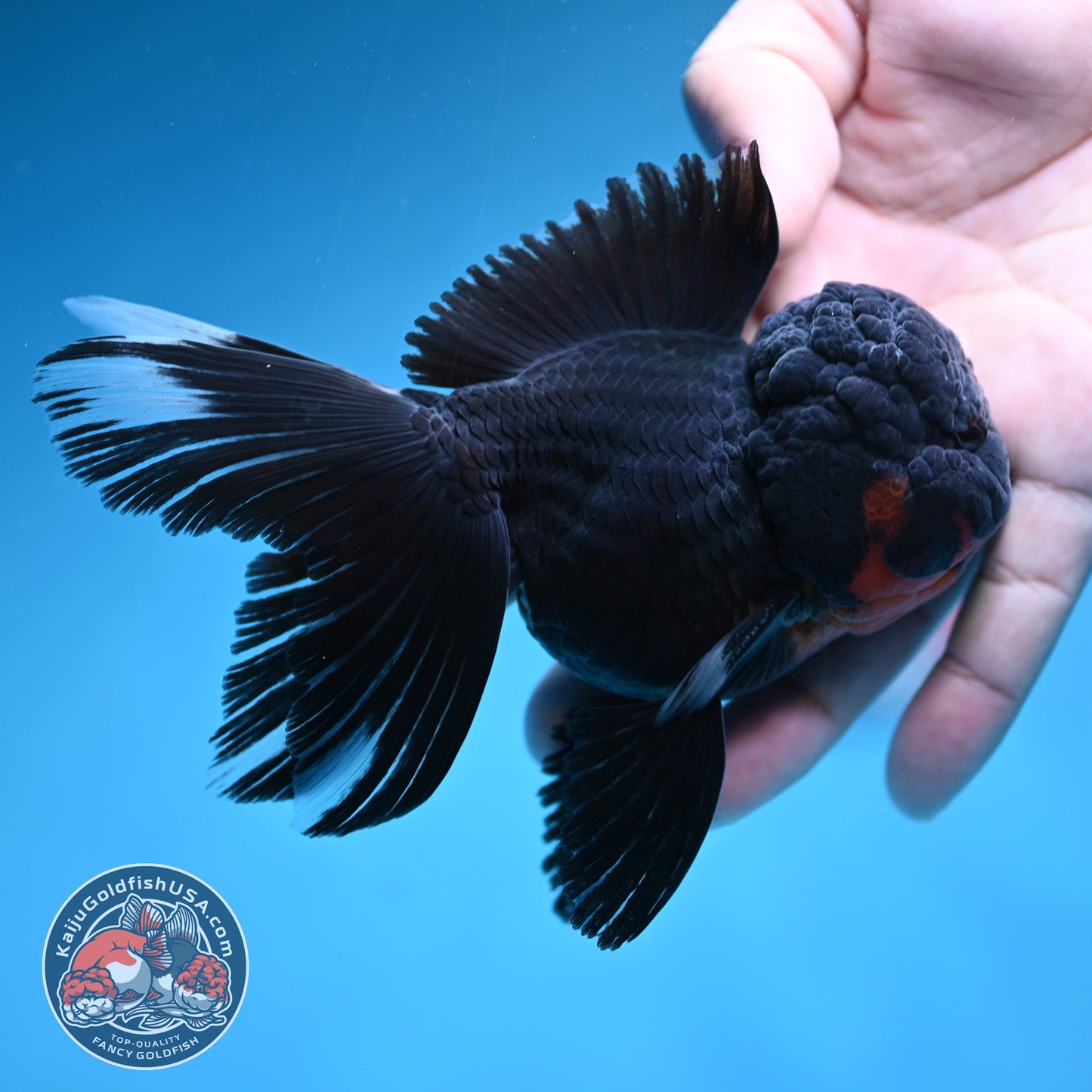 Black Rosetail Oranda 3.5 inch Body (260313_OR01)