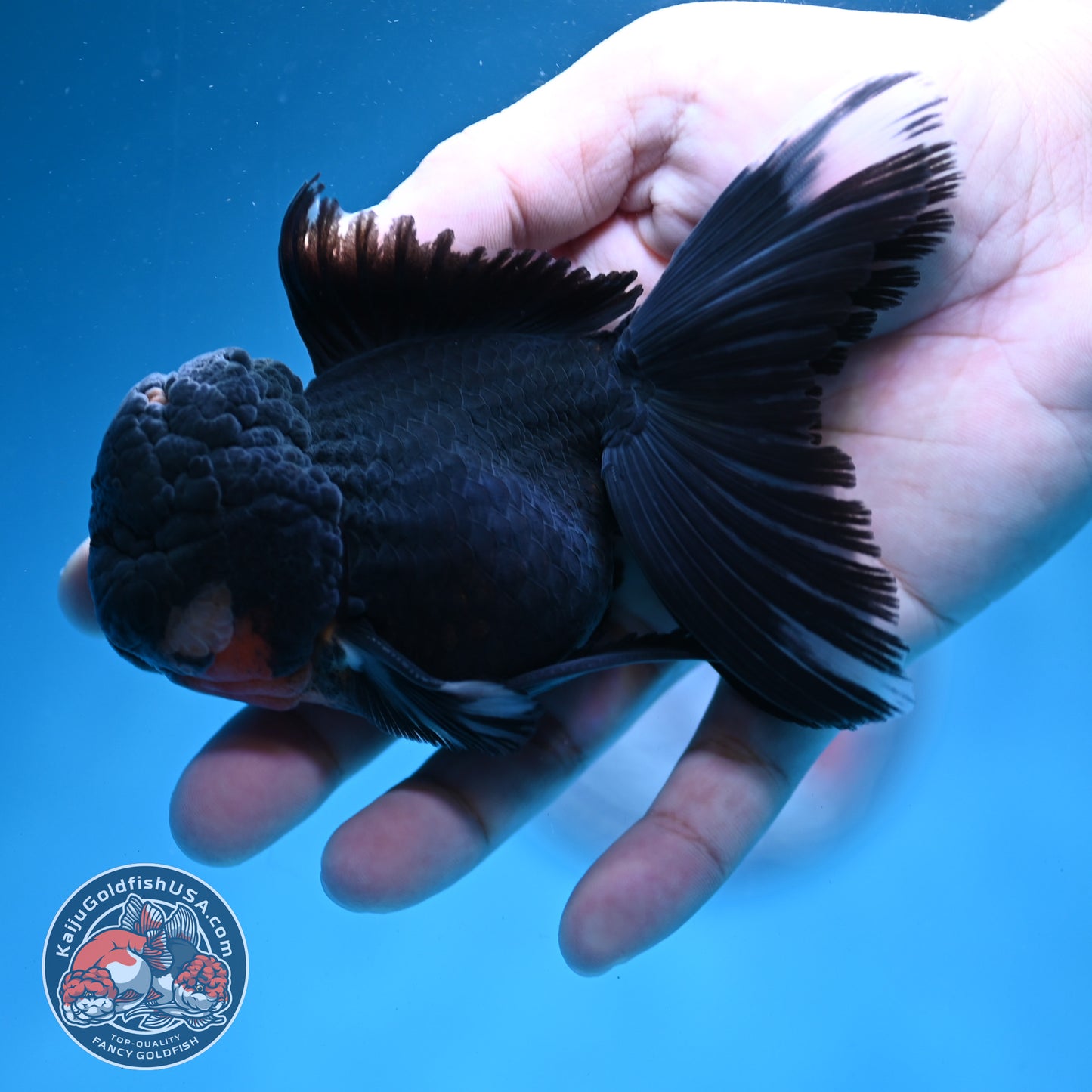 Black Rosetail Oranda 3.5 inch Body (260313_OR01)
