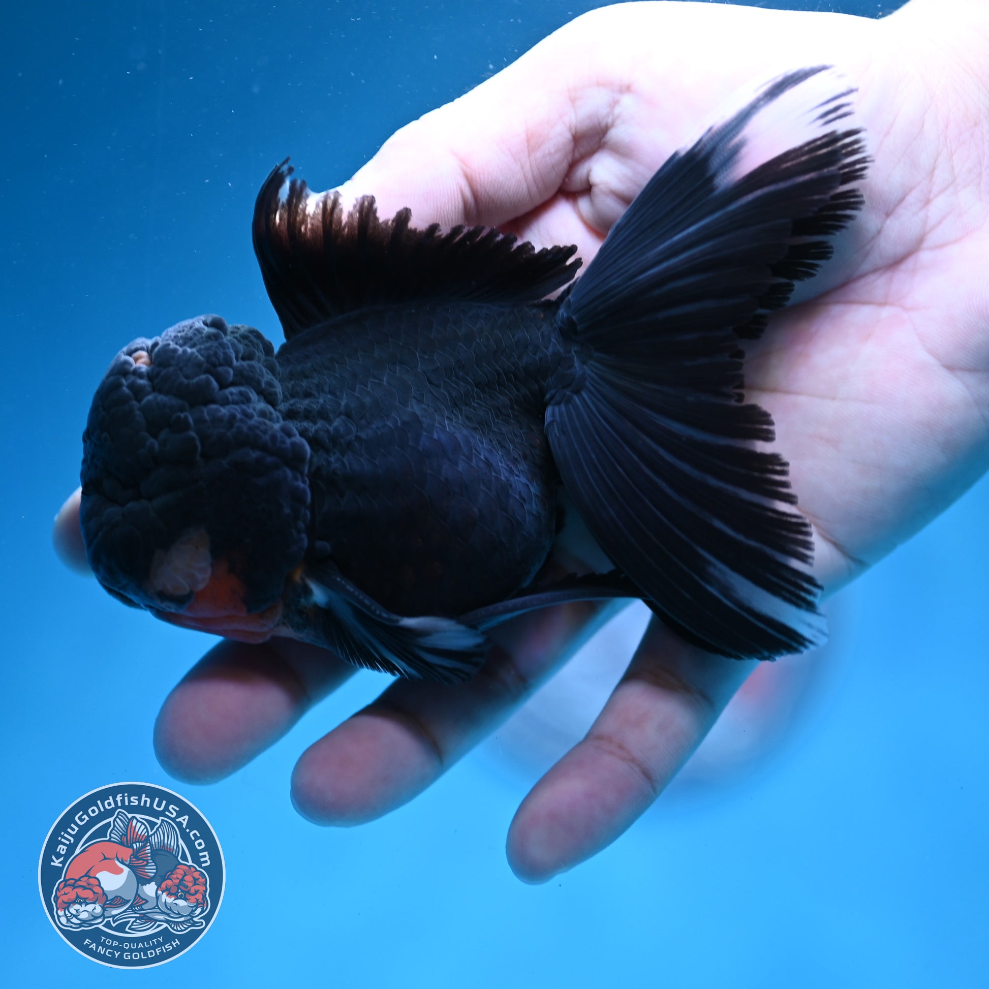 Black Rosetail Oranda 3.5 inch Body (260313_OR01)
