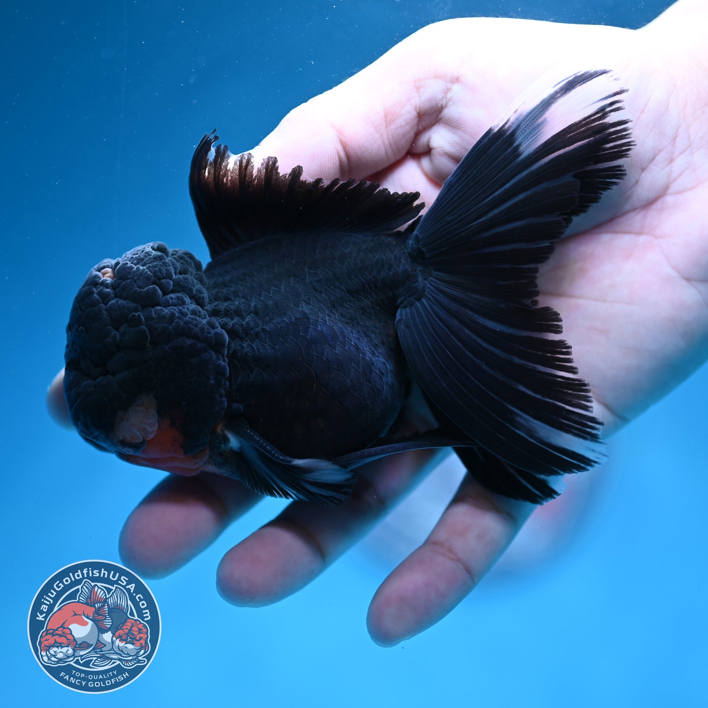 Black Rosetail Oranda 3.5 inch Body (260313_OR01)