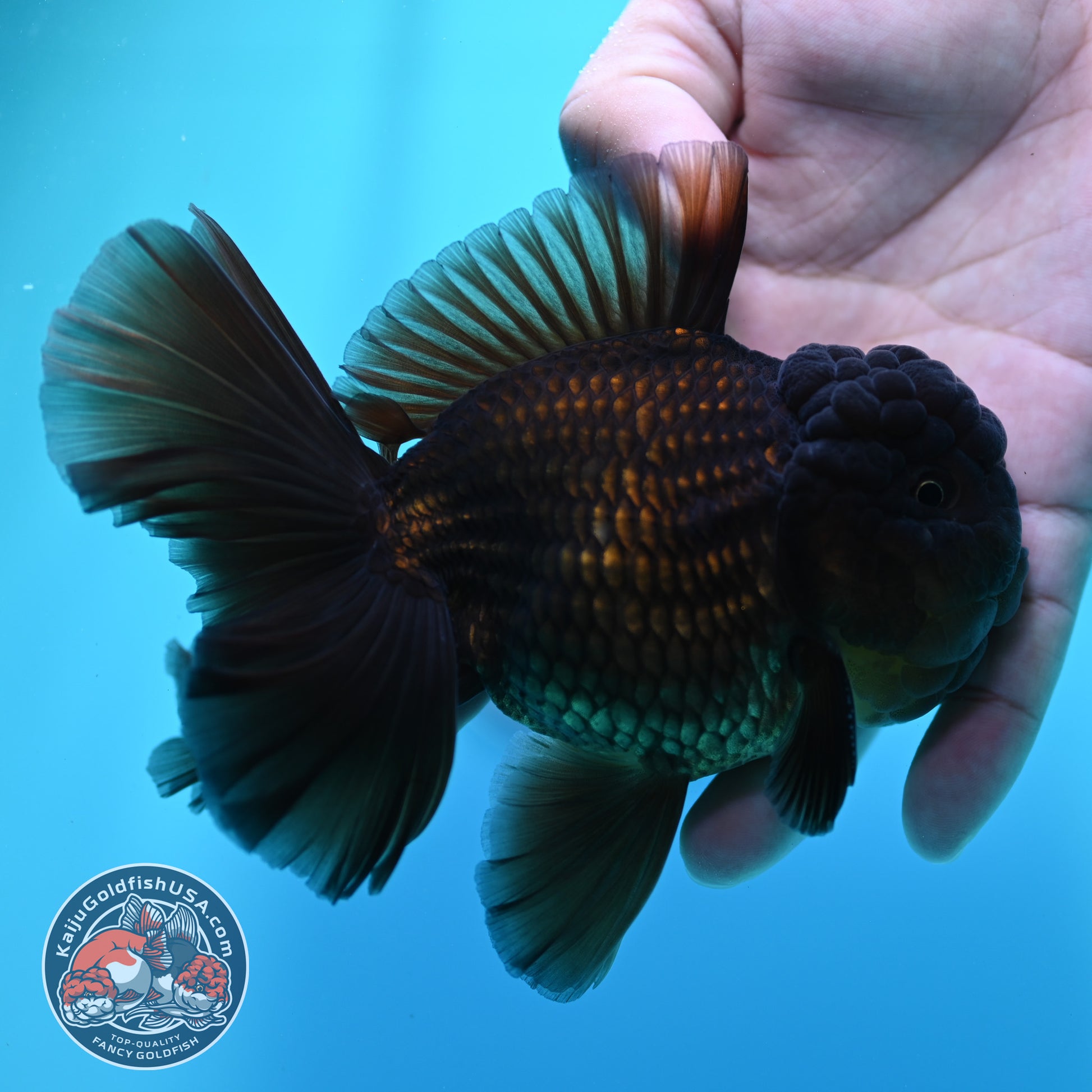 Black Rosetail Oranda 4 inch Body (260417_OR09)