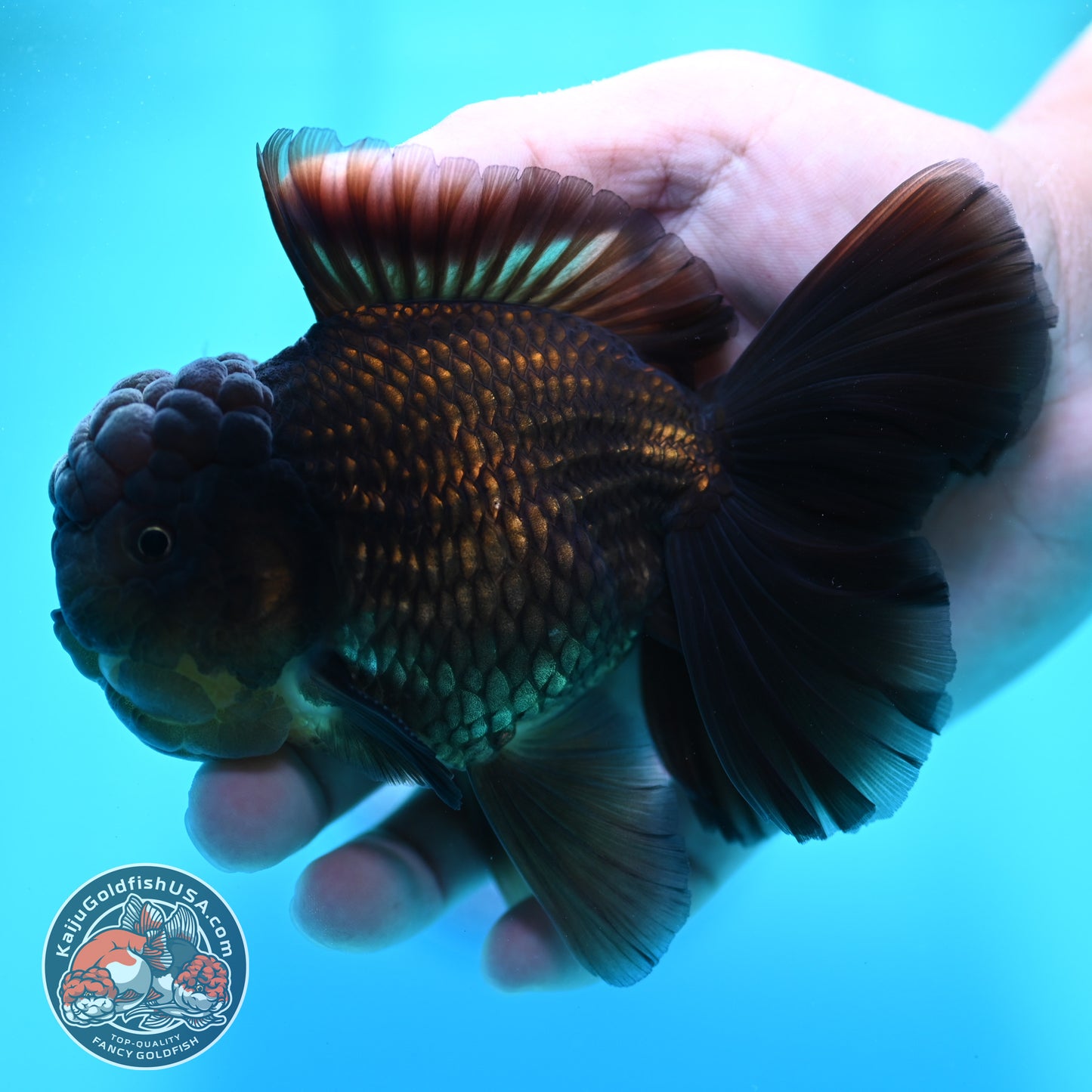 Black Rosetail Oranda 4 inch Body (260417_OR09)