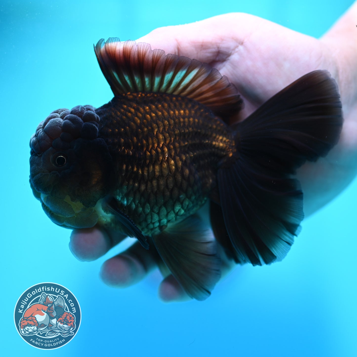 Black Rosetail Oranda 4 inch Body (260417_OR09)