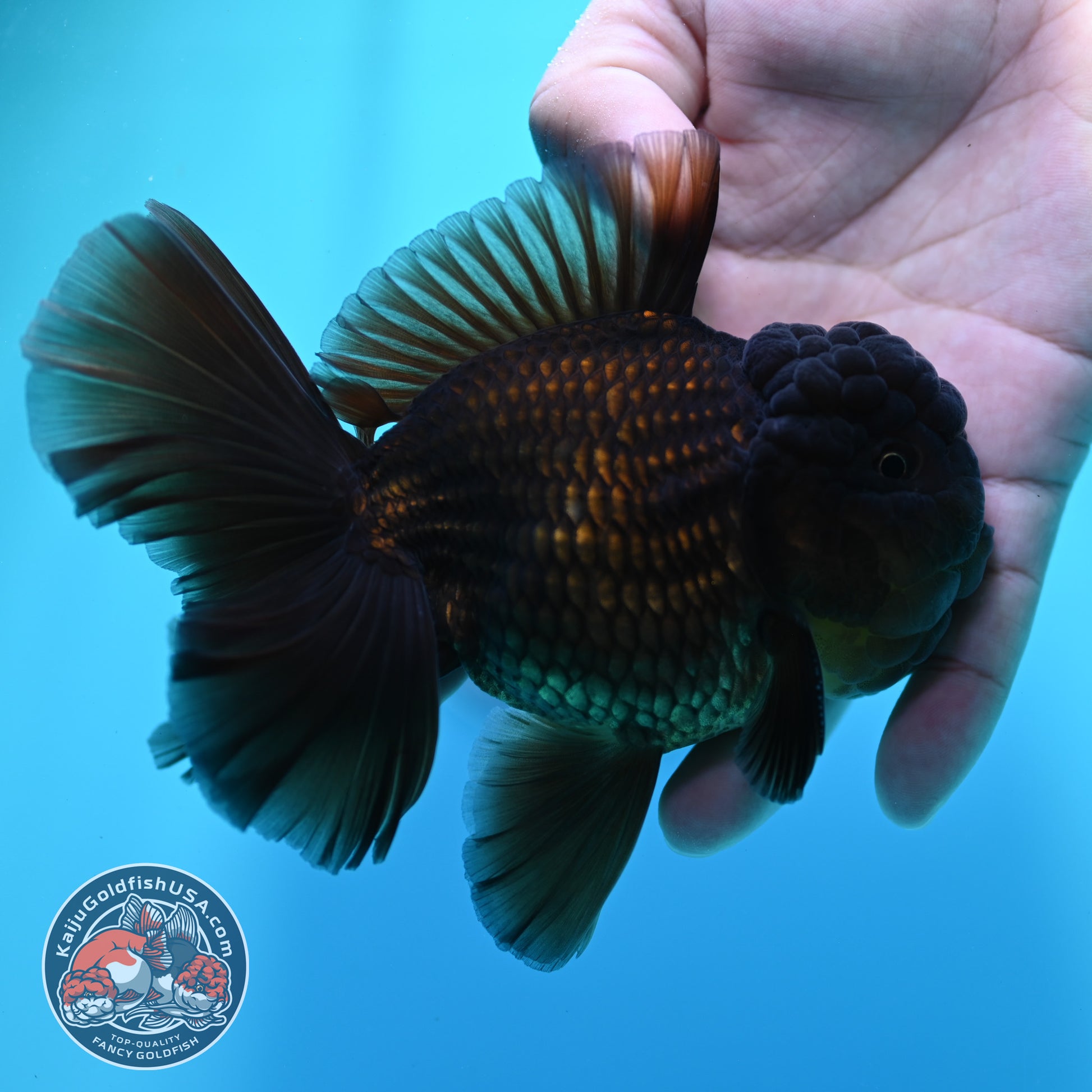 Black Rosetail Oranda 4 inch Body (260417_OR09)