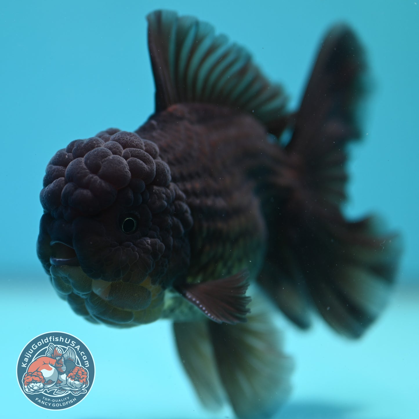 Black Rosetail Oranda 4 inch Body (260417_OR09)