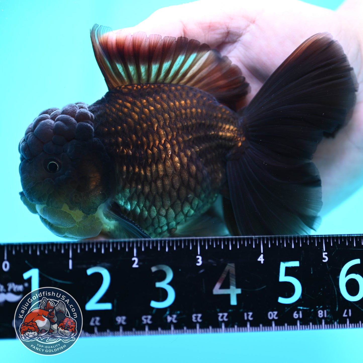 Black Rosetail Oranda 4 inch Body (260417_OR09)