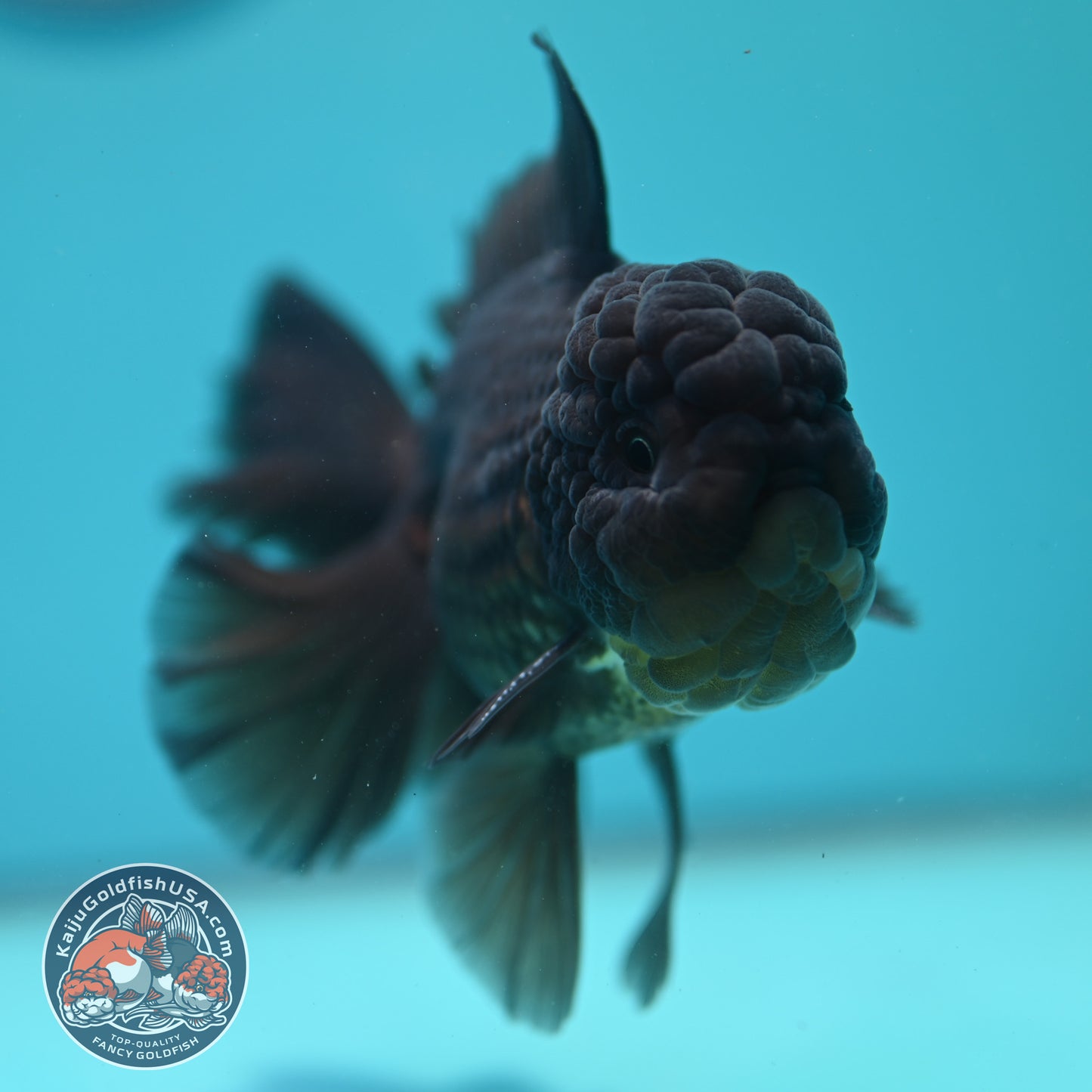 Black Rosetail Oranda 4 inch Body (260417_OR09)