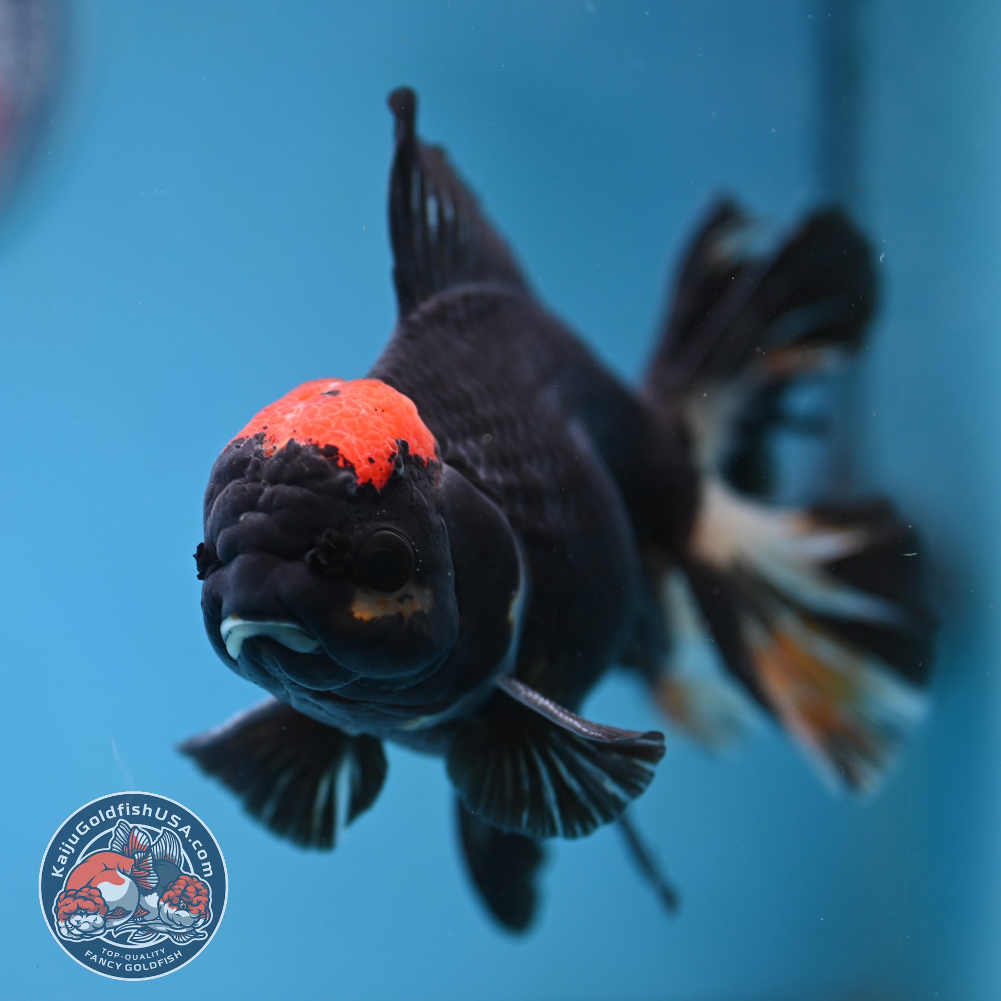 Black Tancho Butterfly Tail Oranda 4 inch Body (251121_OR16)