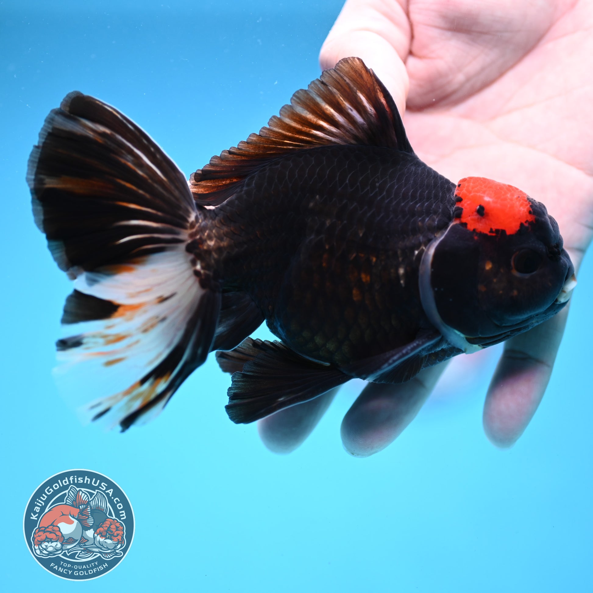 Black Tancho Butterfly Tail Oranda 4 inch Body (251121_OR16)