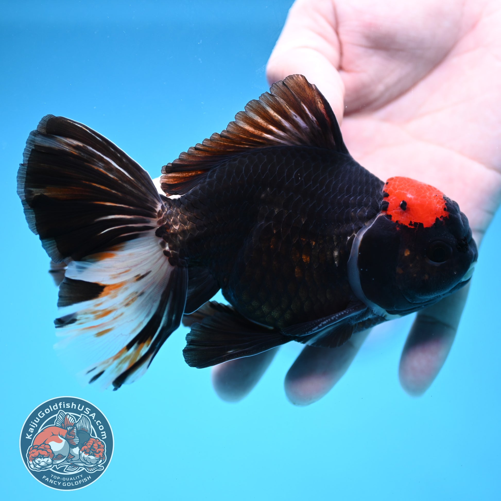 Black Tancho Butterfly Tail Oranda 4 inch Body (251121_OR16)