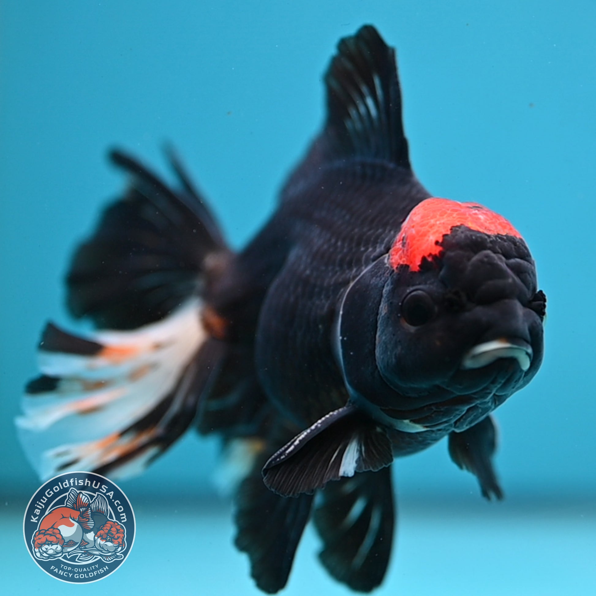 Black Tancho Butterfly Tail Oranda 4 inch Body (251121_OR16)