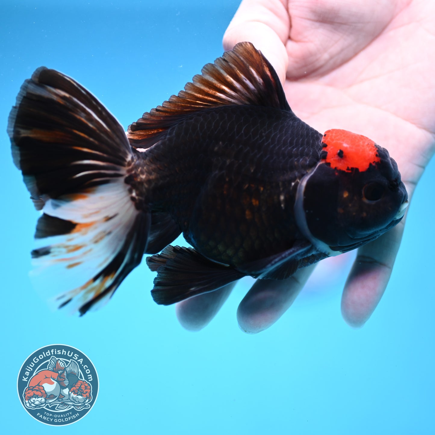 Black Tancho Butterfly Tail Oranda 4 inch Body (251121_OR16)