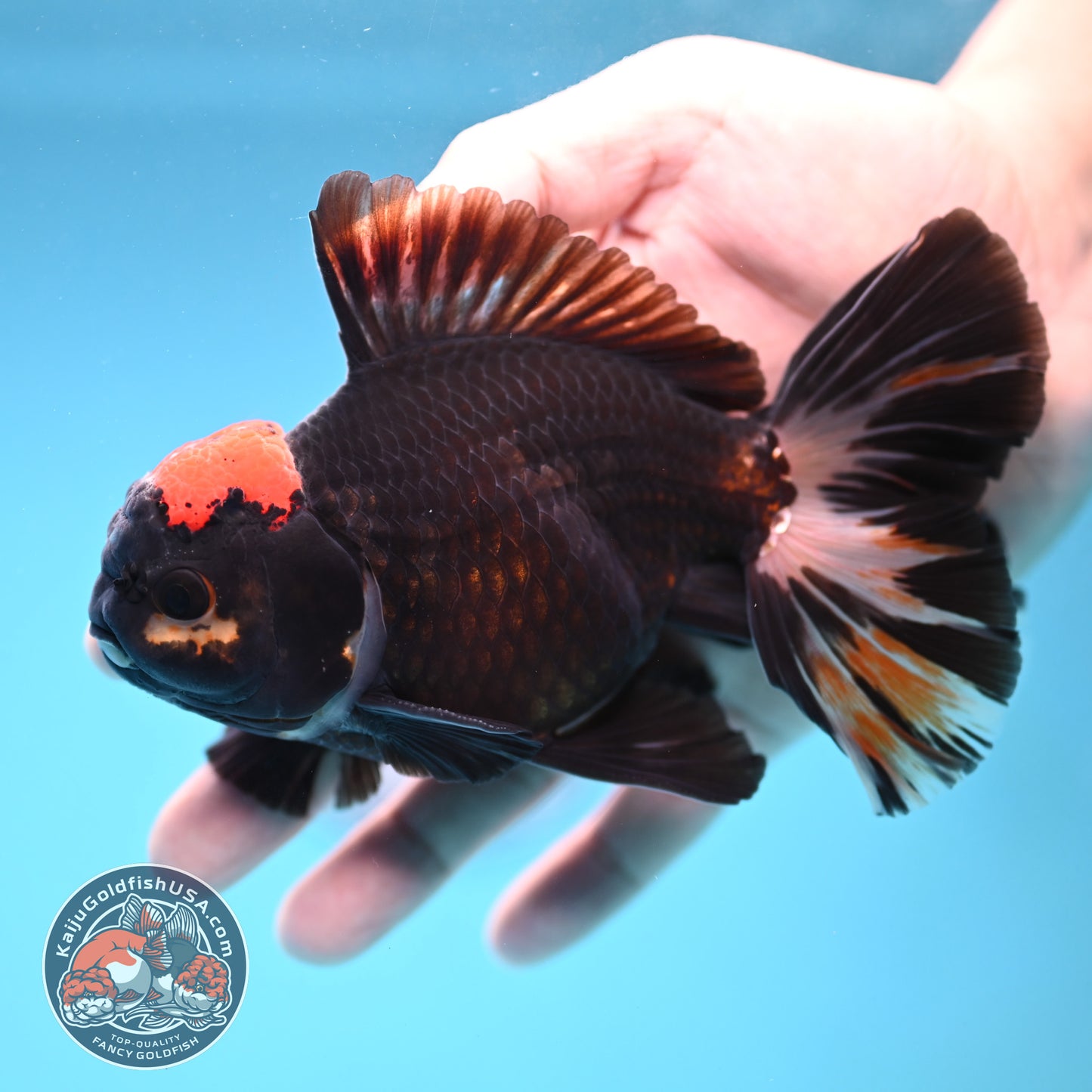 Black Tancho Butterfly Tail Oranda 4 inch Body (251121_OR16)