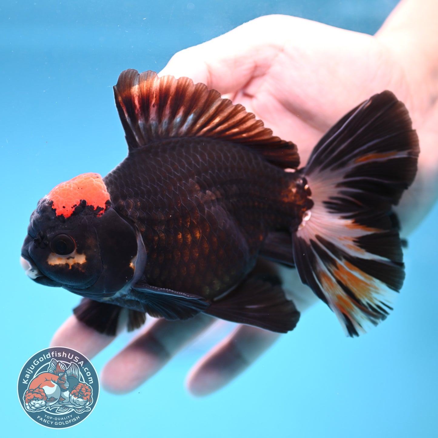 Black Tancho Butterfly Tail Oranda 4 inch Body (251121_OR16)