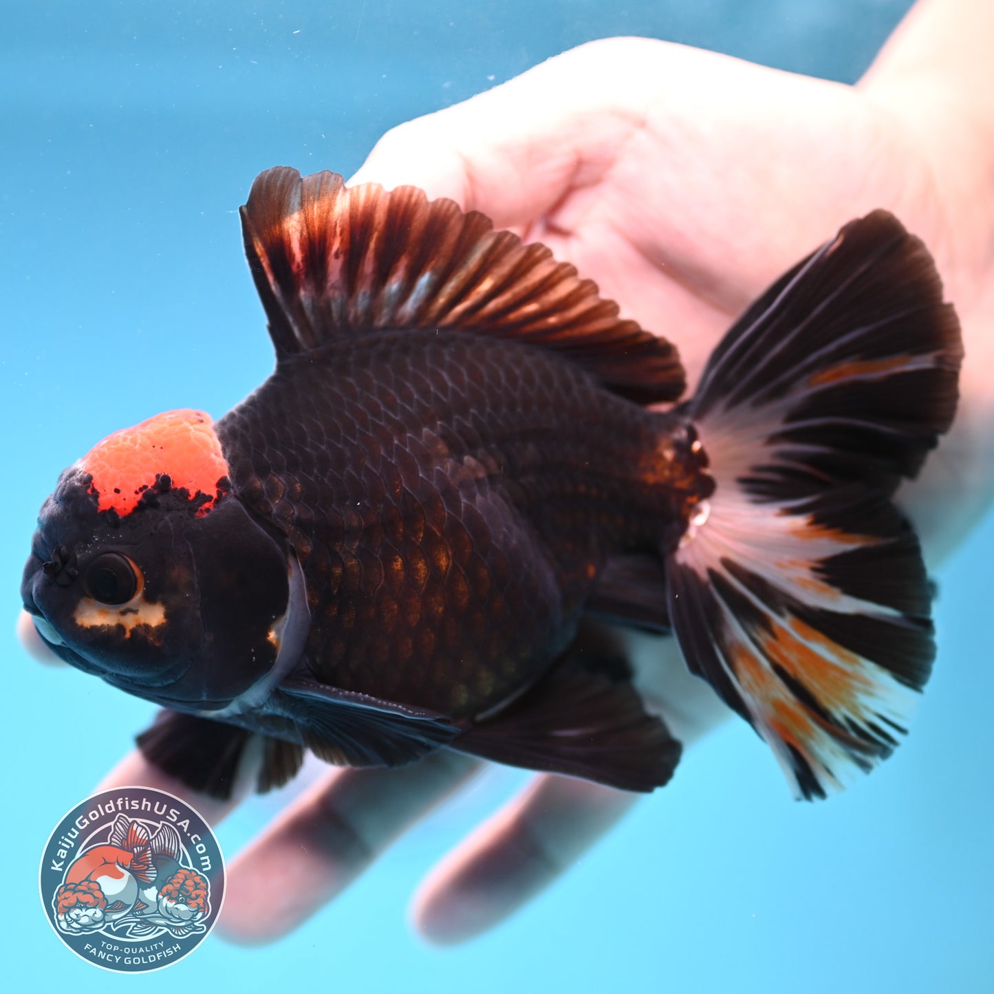 Black Tancho Butterfly Tail Oranda 4 inch Body (251121_OR16)