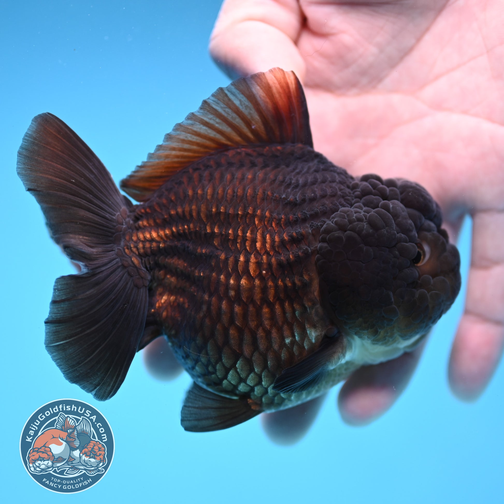 Black YuanBao Oranda 3.5 inch Body (251114_OR09)