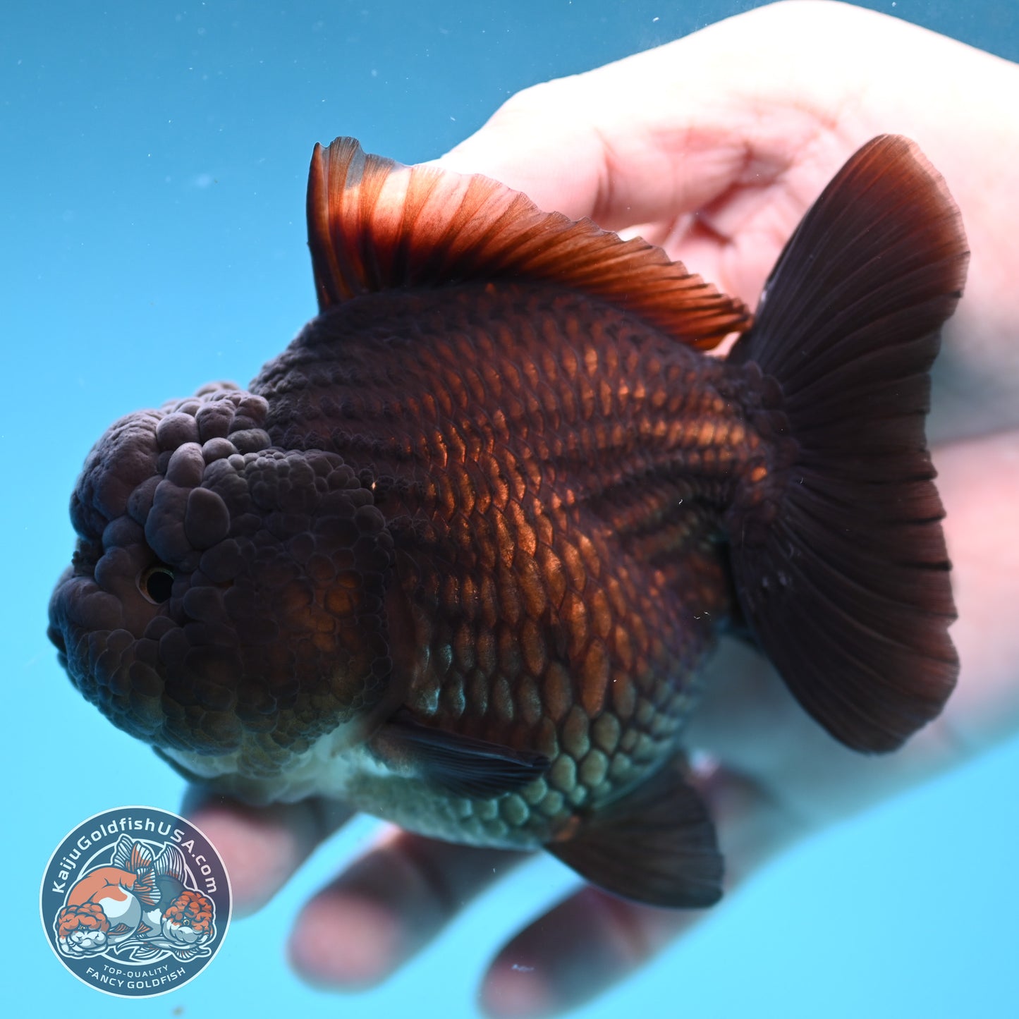 Black YuanBao Oranda 3.5 inch Body (251114_OR09)