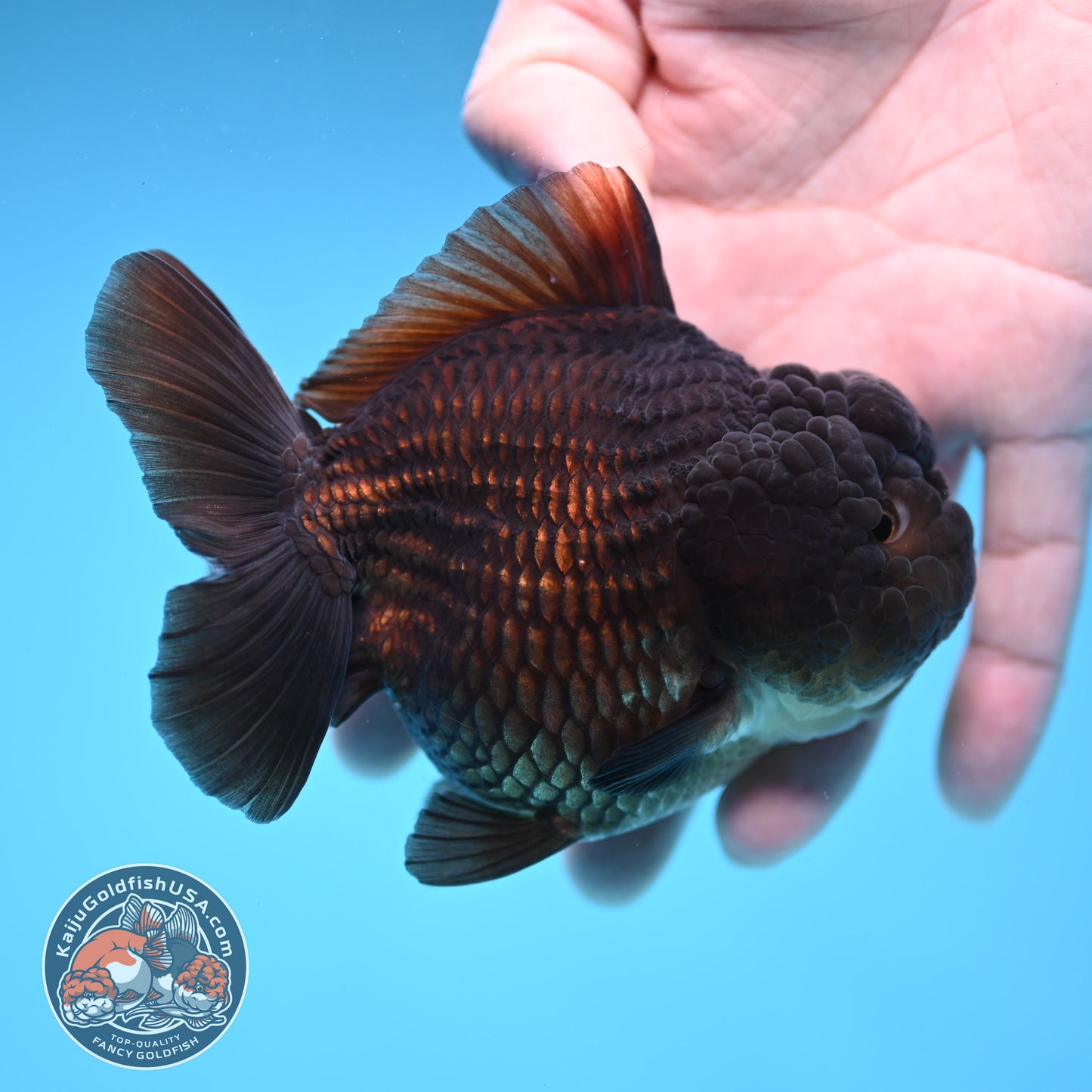 Black YuanBao Oranda 3.5 inch Body (251114_OR09)