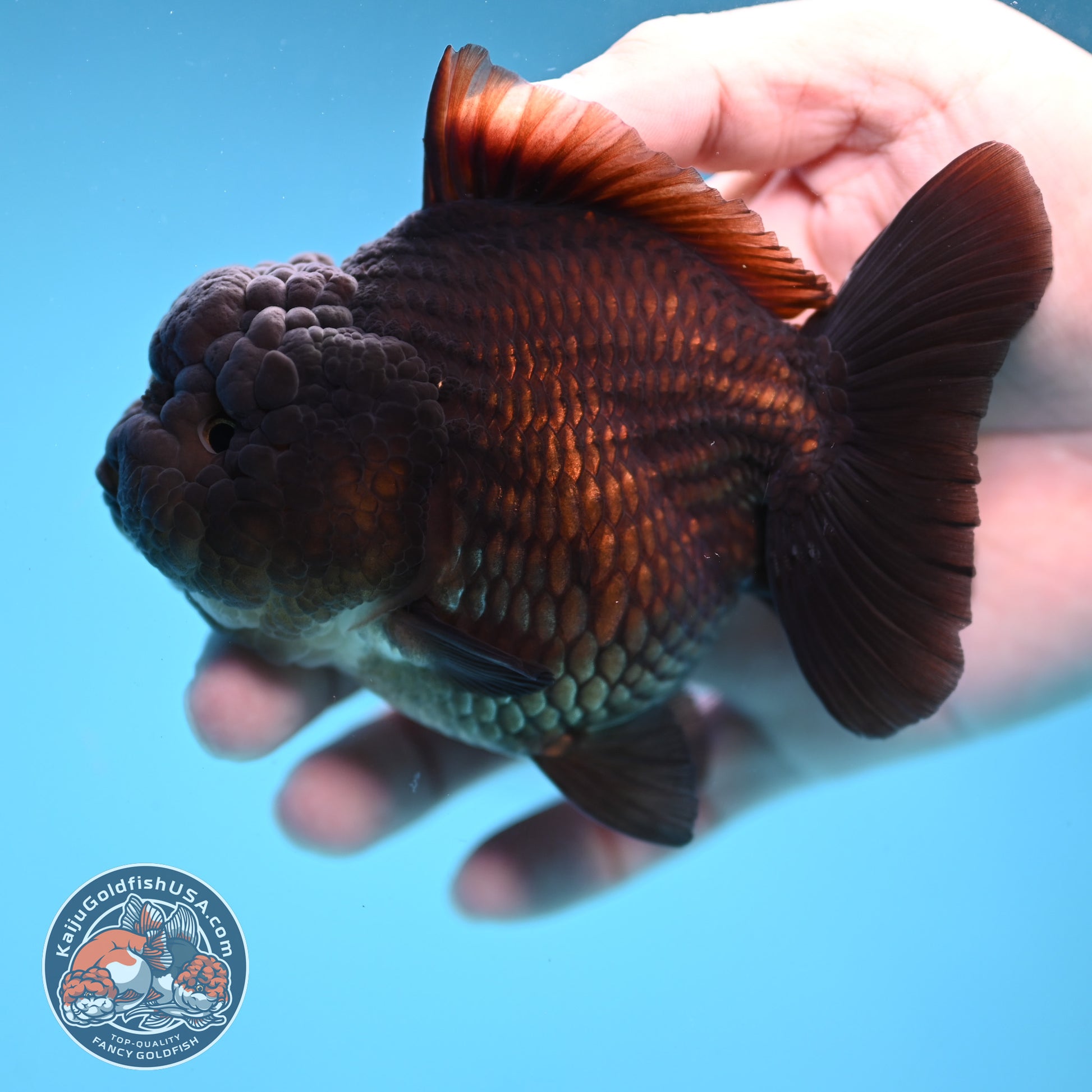 Black YuanBao Oranda 3.5 inch Body (251114_OR09)