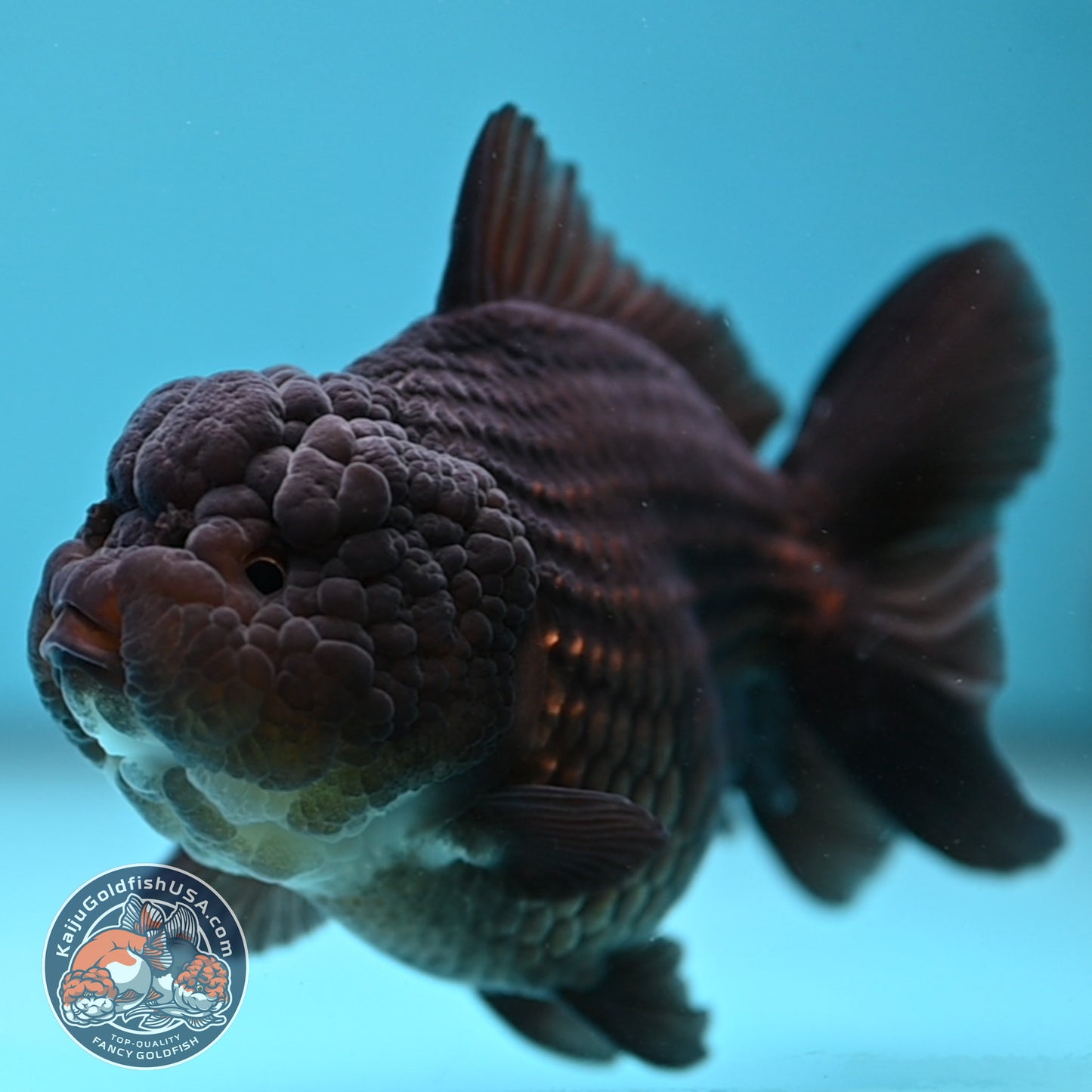 Black YuanBao Oranda 3.5 inch Body (251114_OR09)