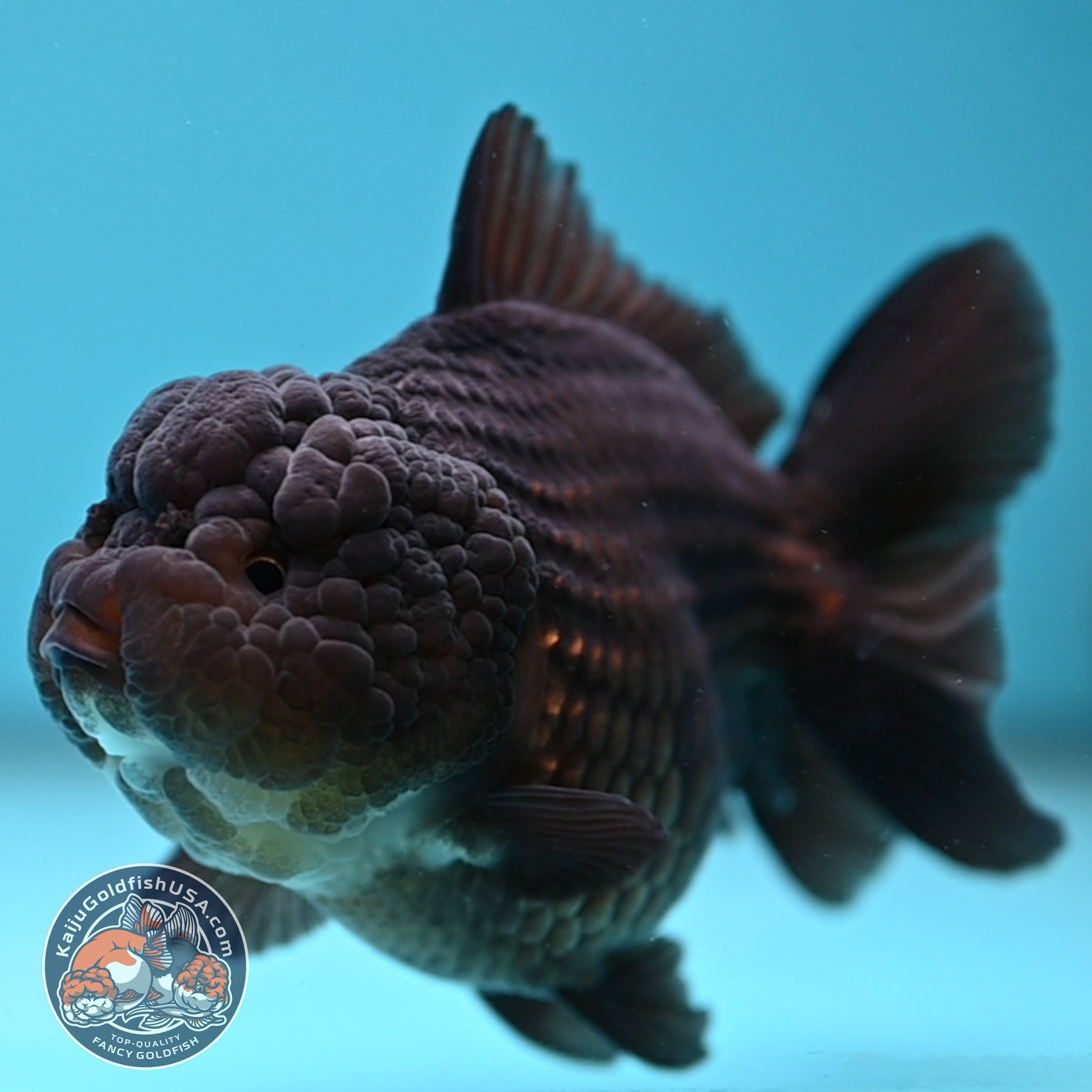 Black YuanBao Oranda 3.5 inch Body (251114_OR09)
