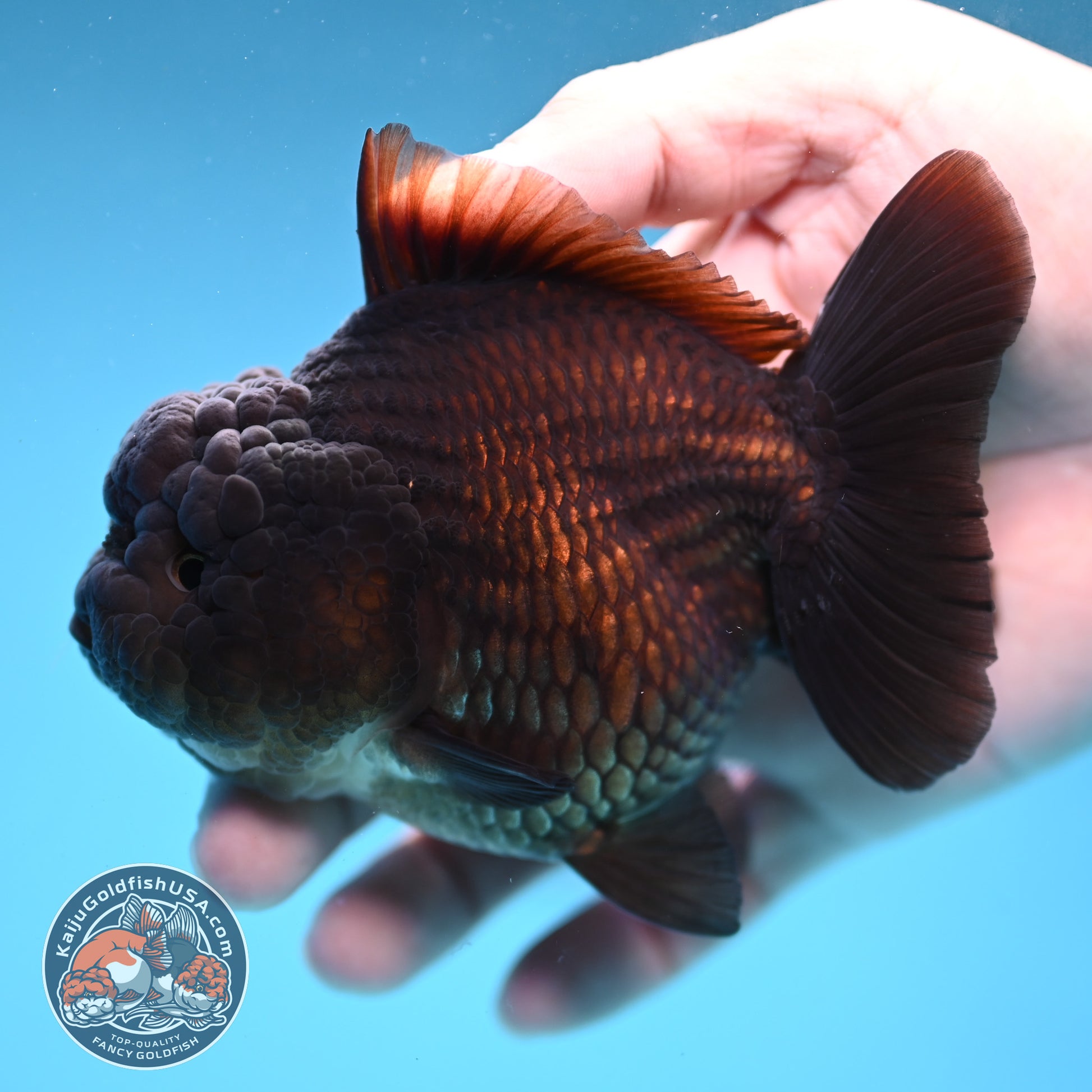 Black YuanBao Oranda 3.5 inch Body (251114_OR09)