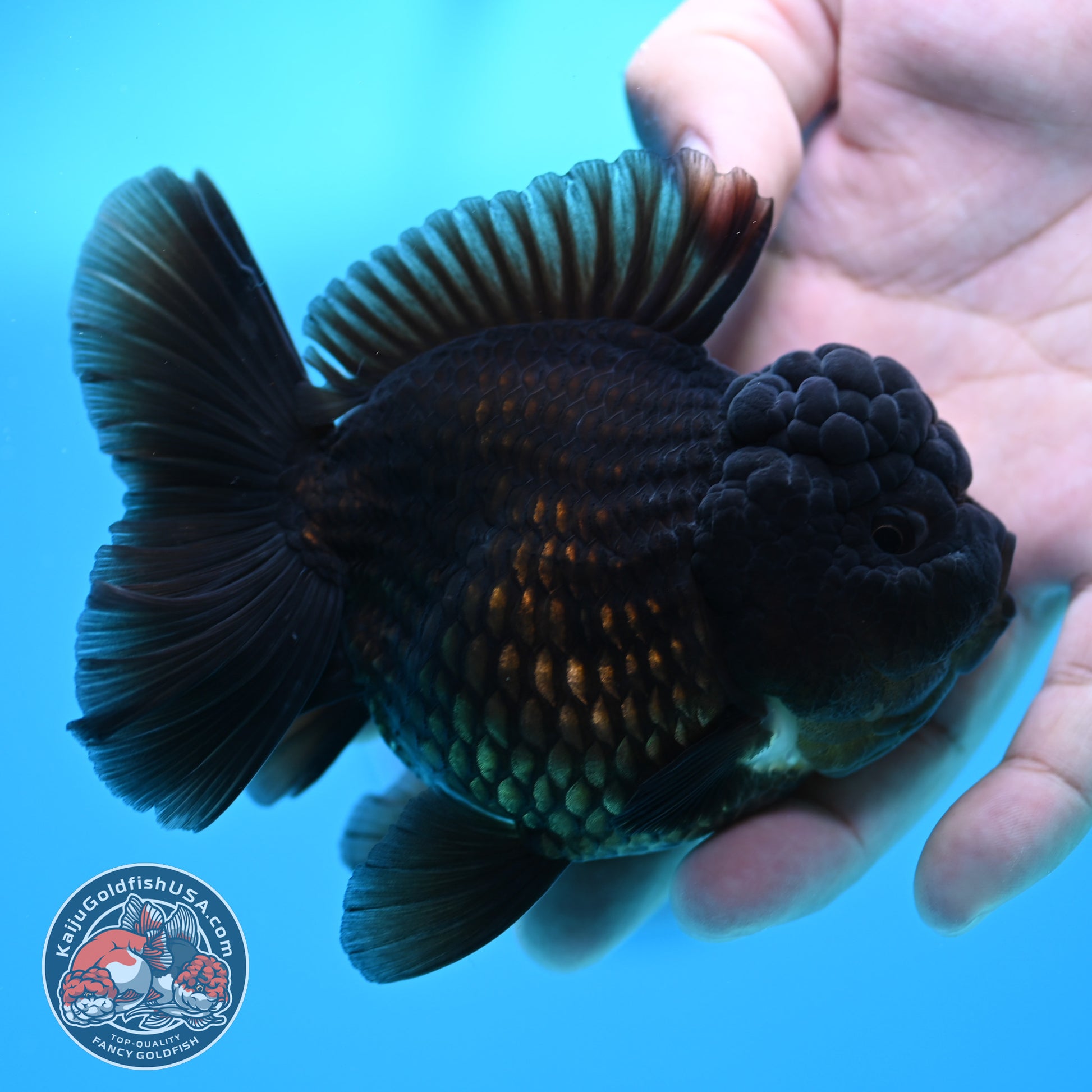 Black YuanBao Oranda 3.5 inch Body (260320_OR04)