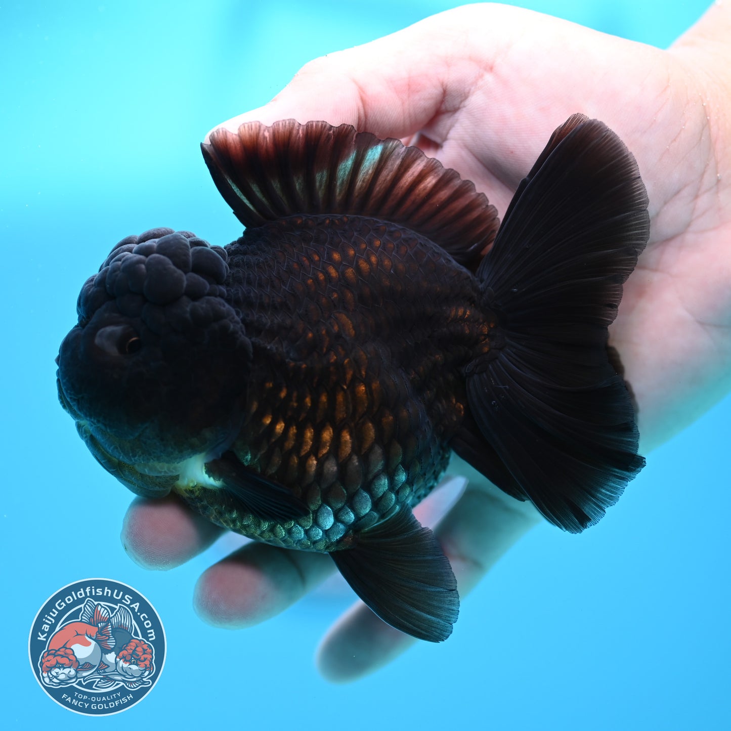 Black YuanBao Oranda 3.5 inch Body (260320_OR04)