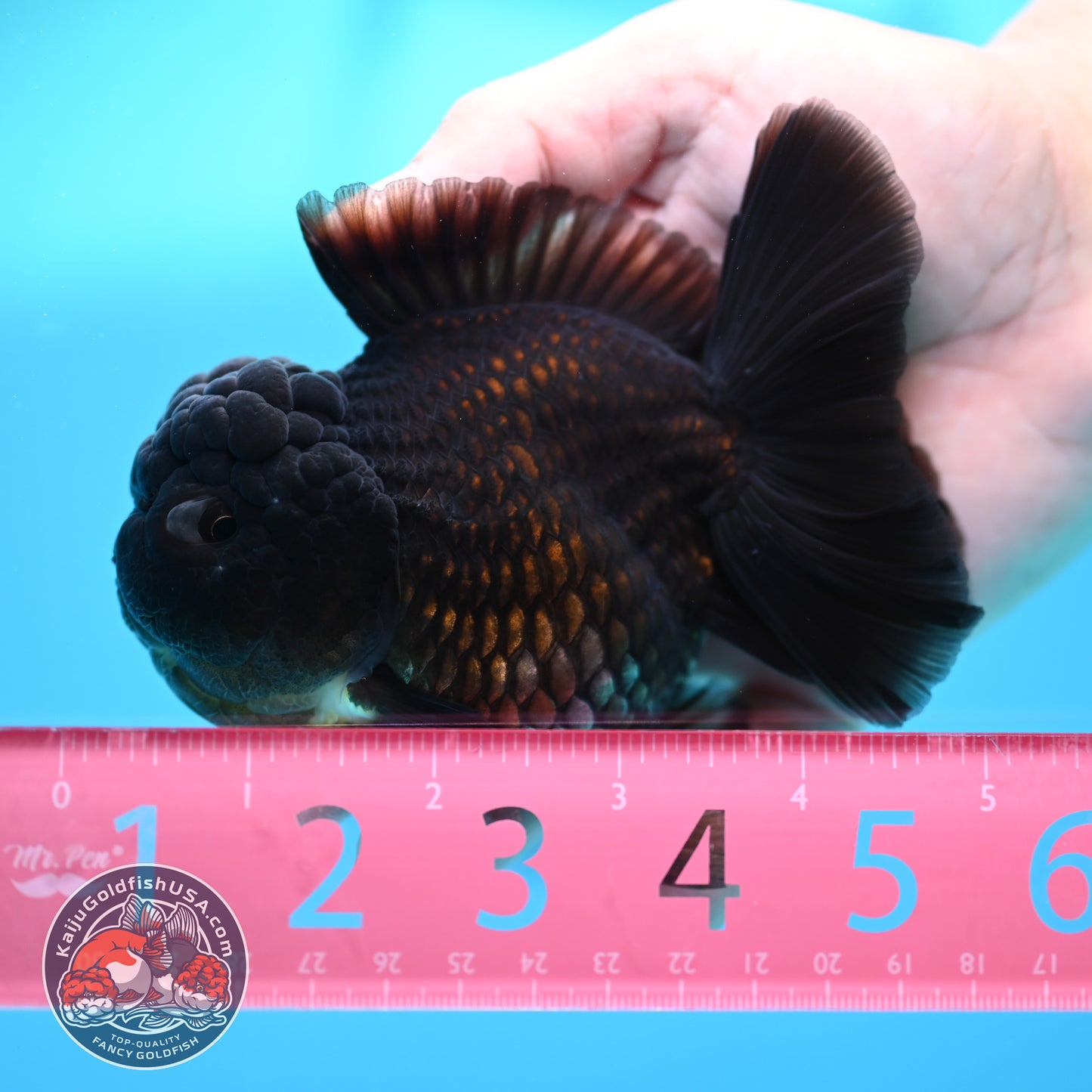 Black YuanBao Oranda 3.5 inch Body (260320_OR04)