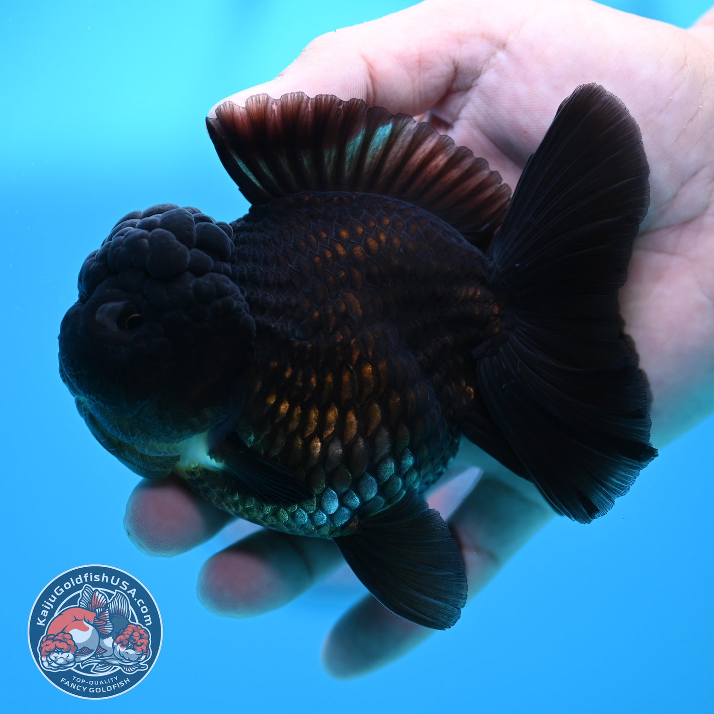 Black YuanBao Oranda 3.5 inch Body (260320_OR04)